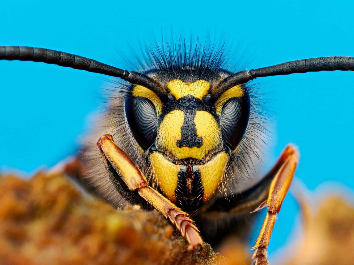 Yellow jacket wasp