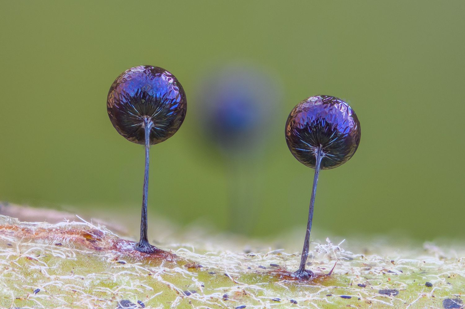 Lamproderma scintillans looking like party balloons