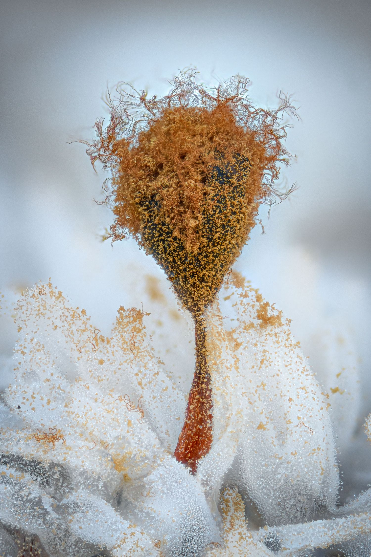 Metatrichia floriformis burst open in a field of coral slime mold