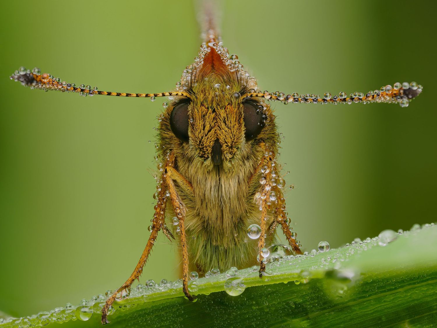 A Large Skipper butterfly covered in dew in the morning sun