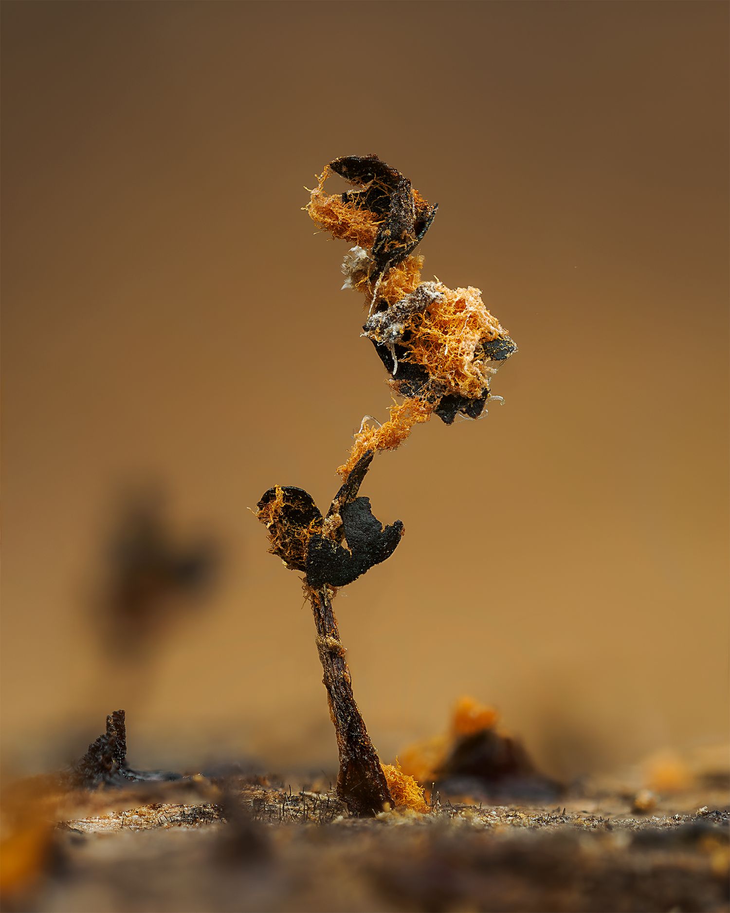 Metatrichia floriformis growing one atop another