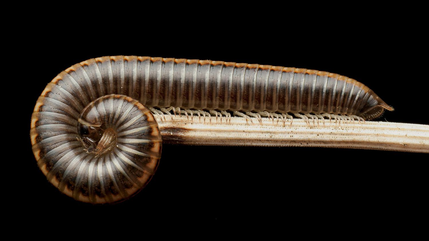 A striped millipede perched on a stick