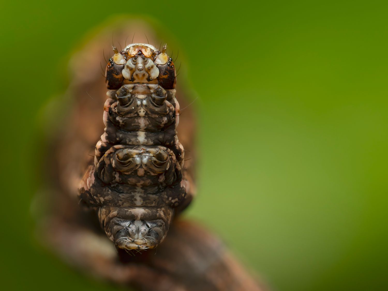 Blood vein moth caterpillar