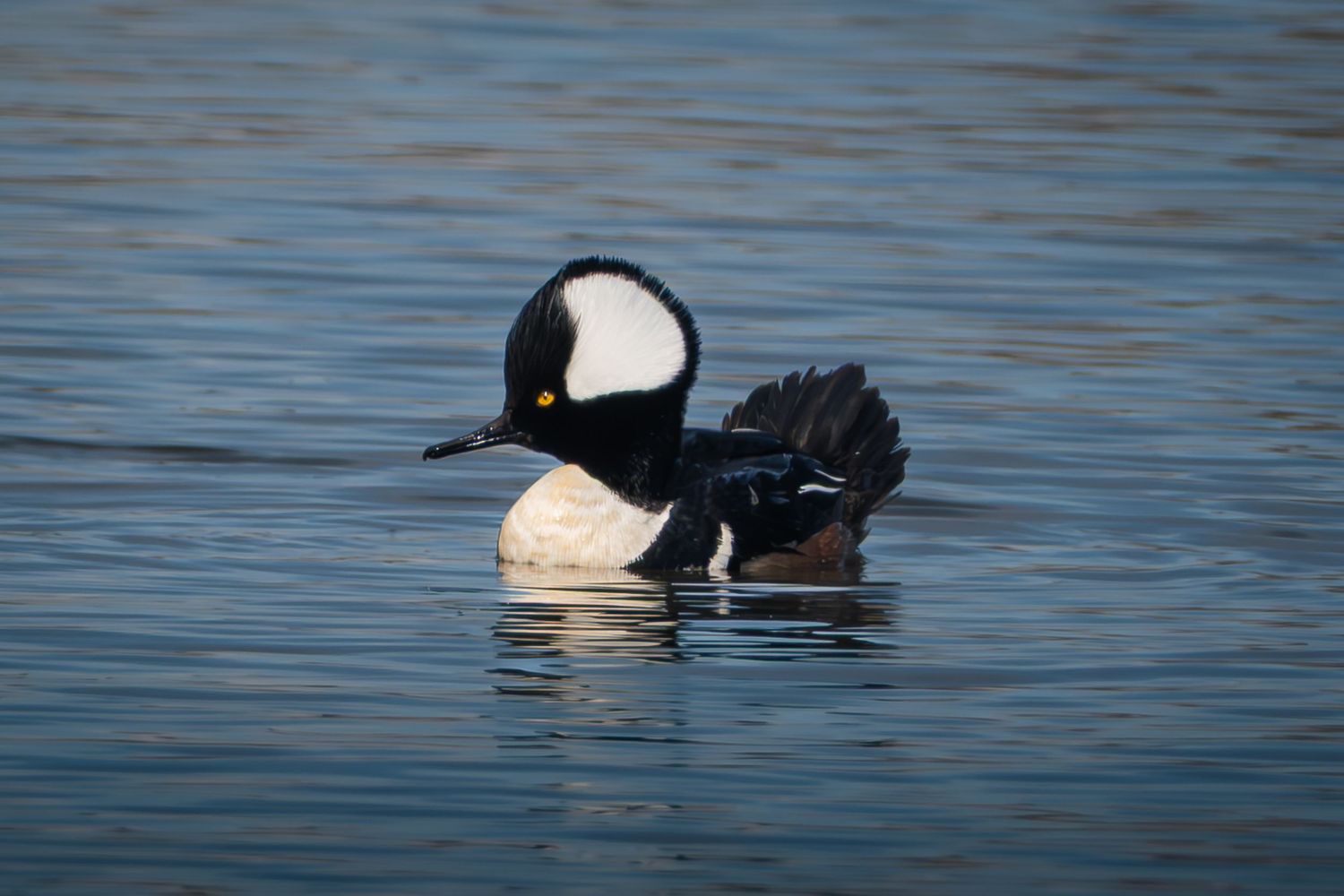 Hooded Merganser in its natural wetland habitat in Alberta, Canada, highlighting its distinctive crest and striking plumage.