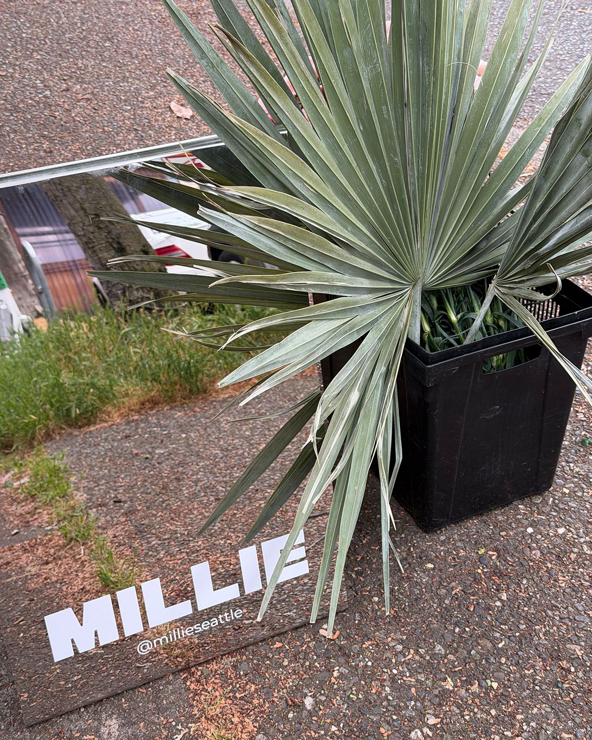 A spiky green yucca plant in a black pot next to a Millie Seattle branded sign on a sidewalk.