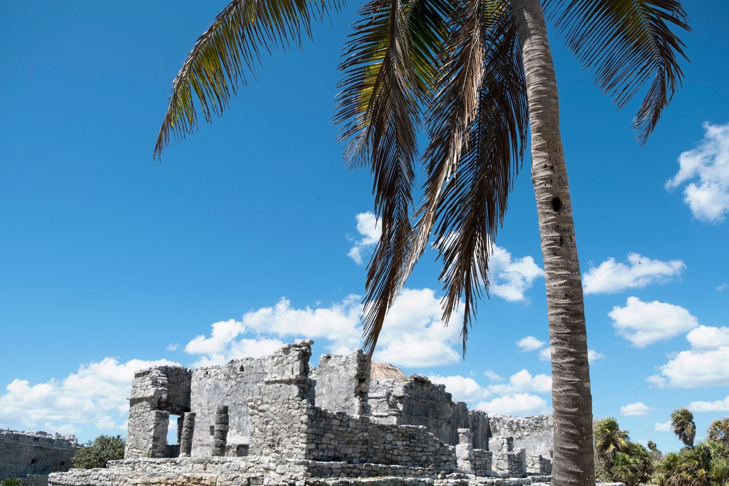 Ancient Mayan ruins with a tall palm tree against a bright blue sky with white clouds in Tulum, Mexico.