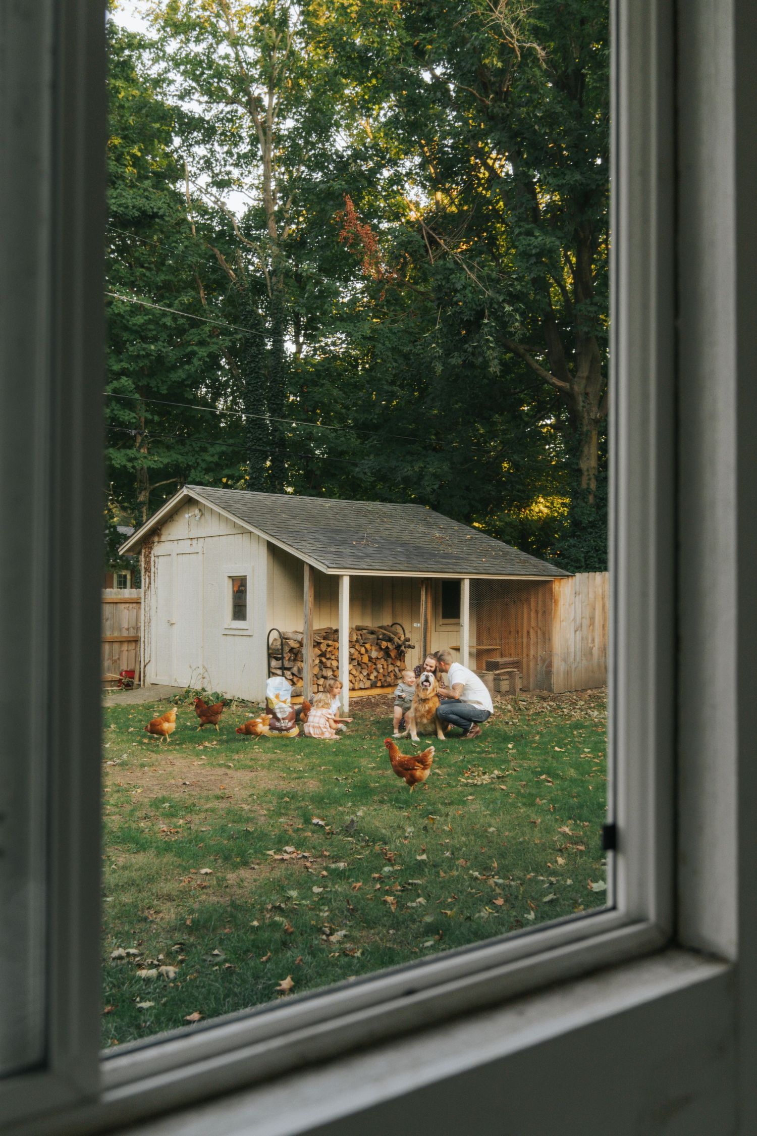 View through window of person crouching in backyard with free-range chickens near rustic shed.