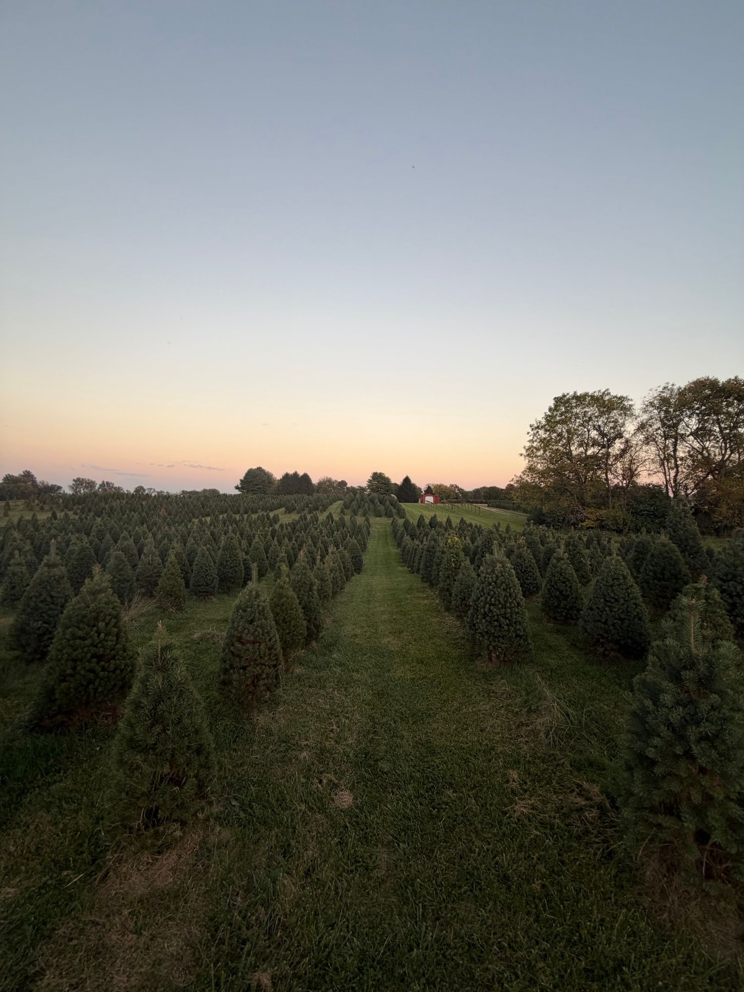 Rows of lush green Christmas trees on a farm at sunset with a warm pink sky horizon.