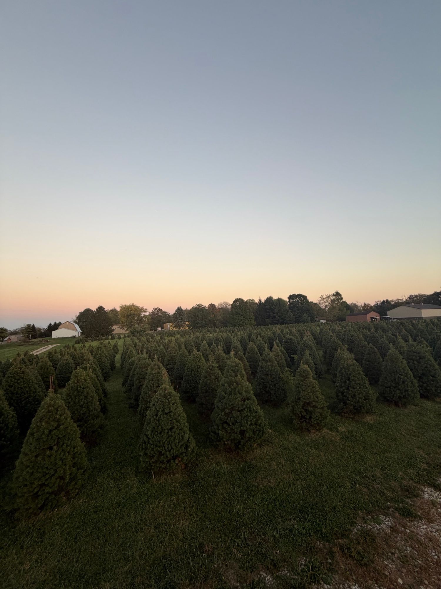 Rows of lush green Christmas trees growing on a farm at sunset with a soft pink and blue sky.