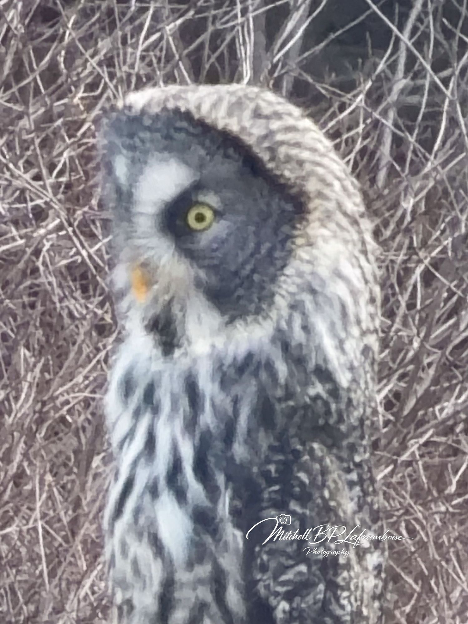 Close-up portrait of a Great Gray Owl with striking yellow eyes perched among bare winter branches.