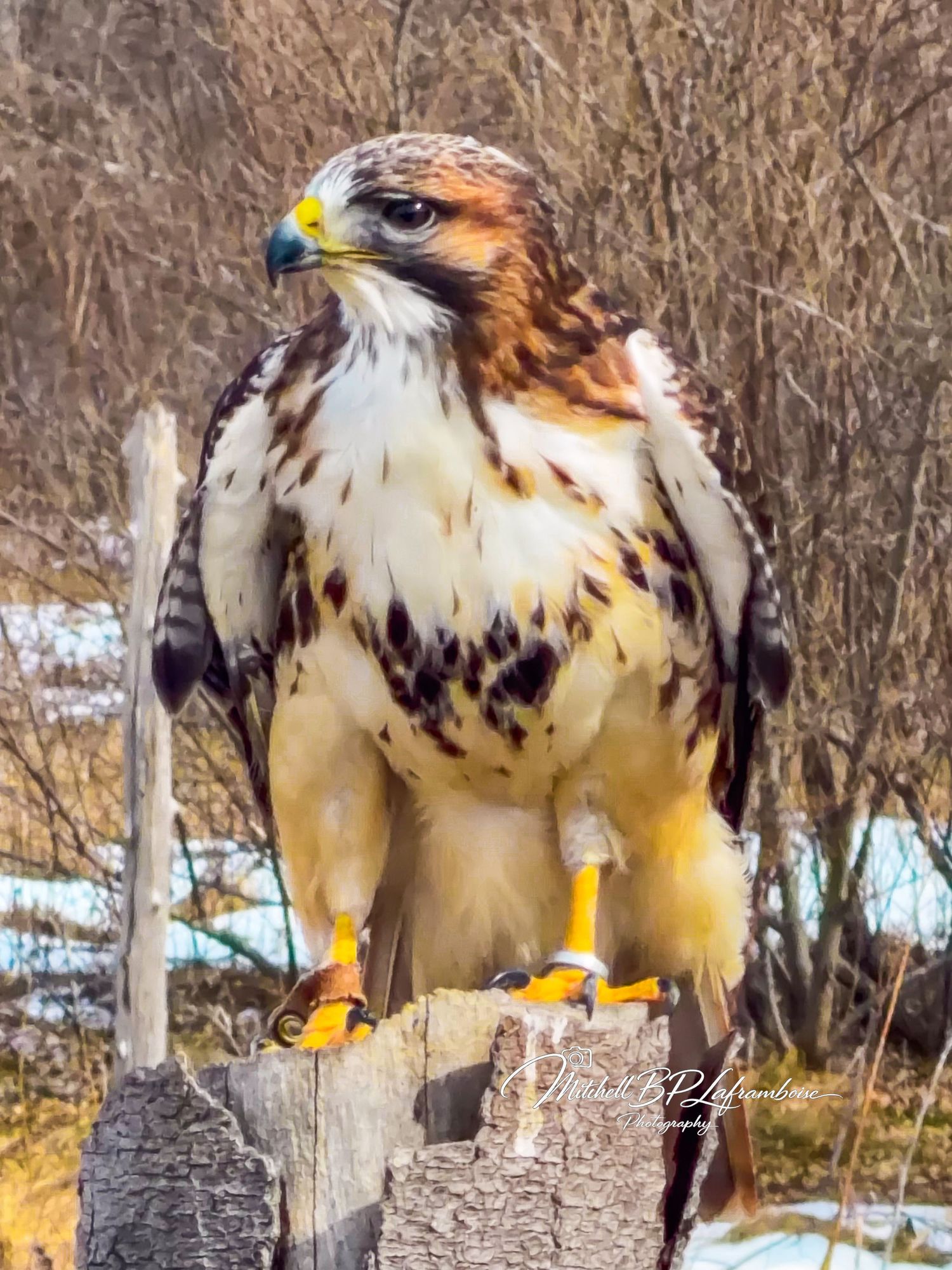 A red-tailed hawk perched on a wooden post, displaying brown and white plumage with yellow talons in a winter landscape.