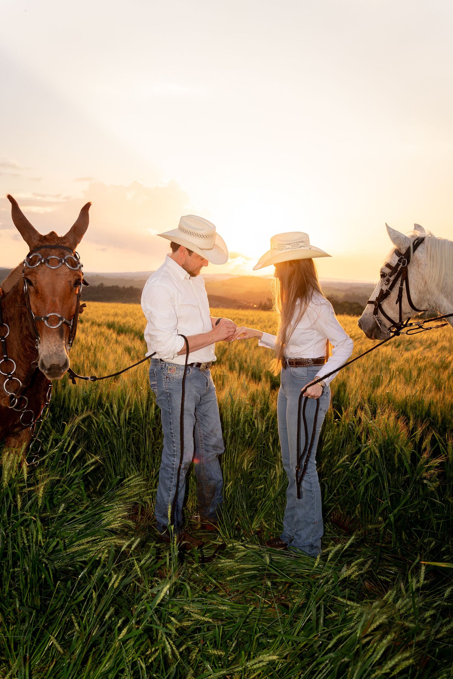 Couple in cowboy hats holding hands in golden wheat field at sunset with brown and white horses.