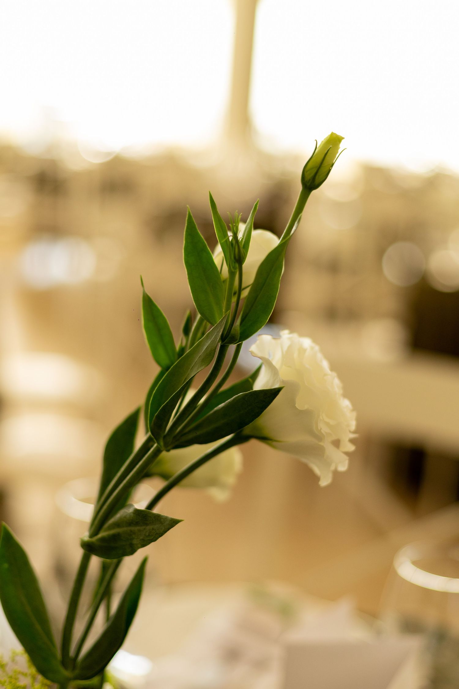 White lisianthus flower with green leaves and bud in soft bokeh background, elegant floral arrangement.