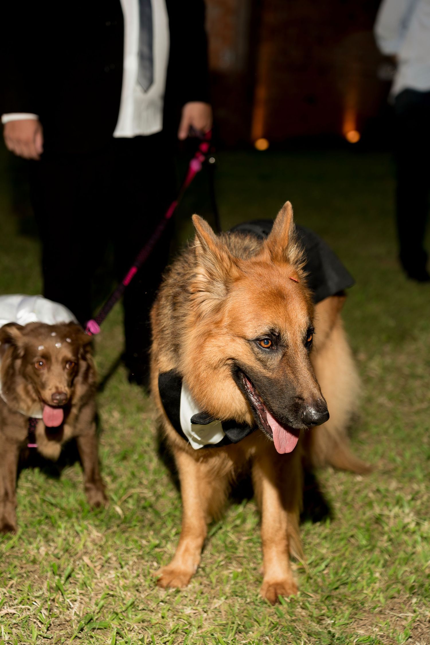 A German Shepherd wearing a tuxedo bow tie walks on a leash alongside a chocolate Labrador in a white outfit at an outdoor event.