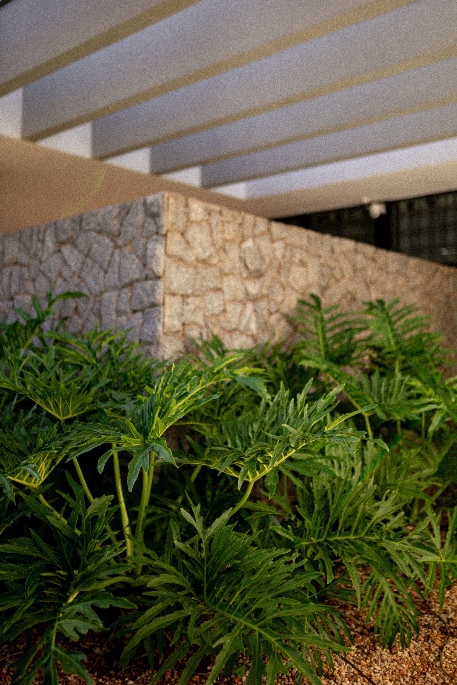 Lush green tropical plants grow beneath a modern pergola beside a natural stone wall in a landscaped garden.