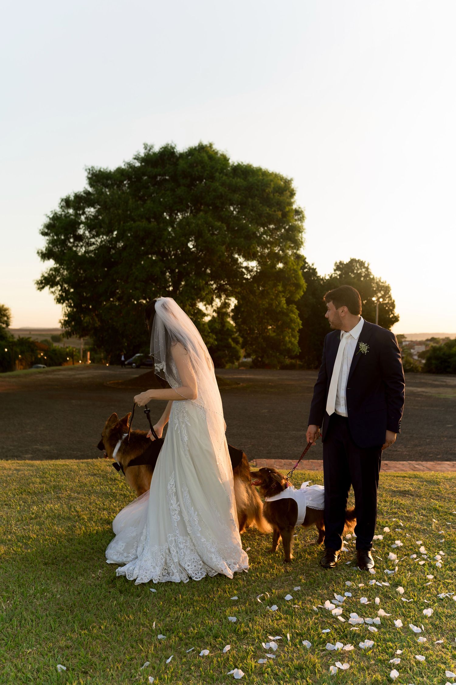 Bride and groom with two German Shepherds on leashes in a green park at sunset during their wedding day.