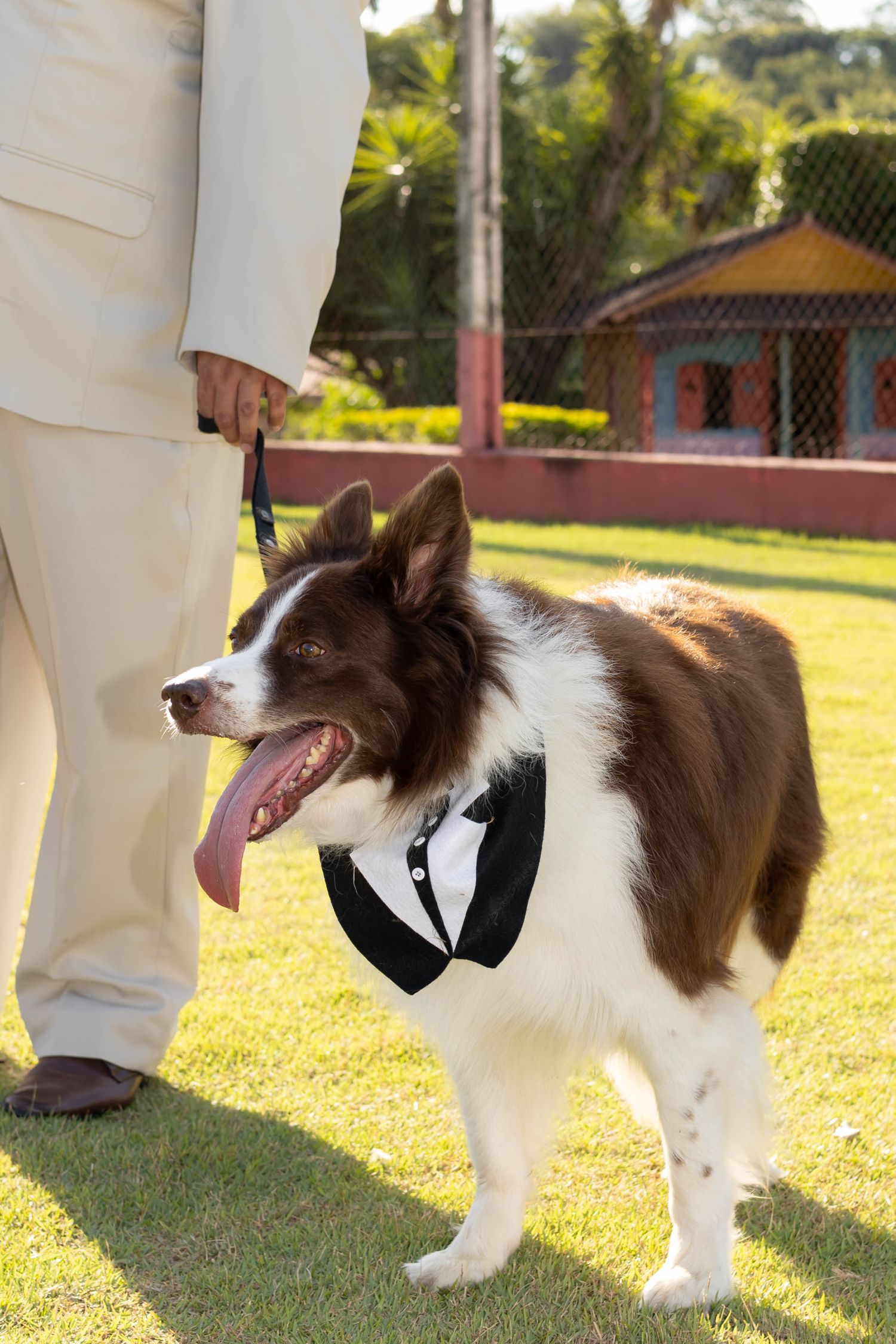 Brown and white Border Collie wearing a tuxedo bib stands on grass beside a person in a cream suit.