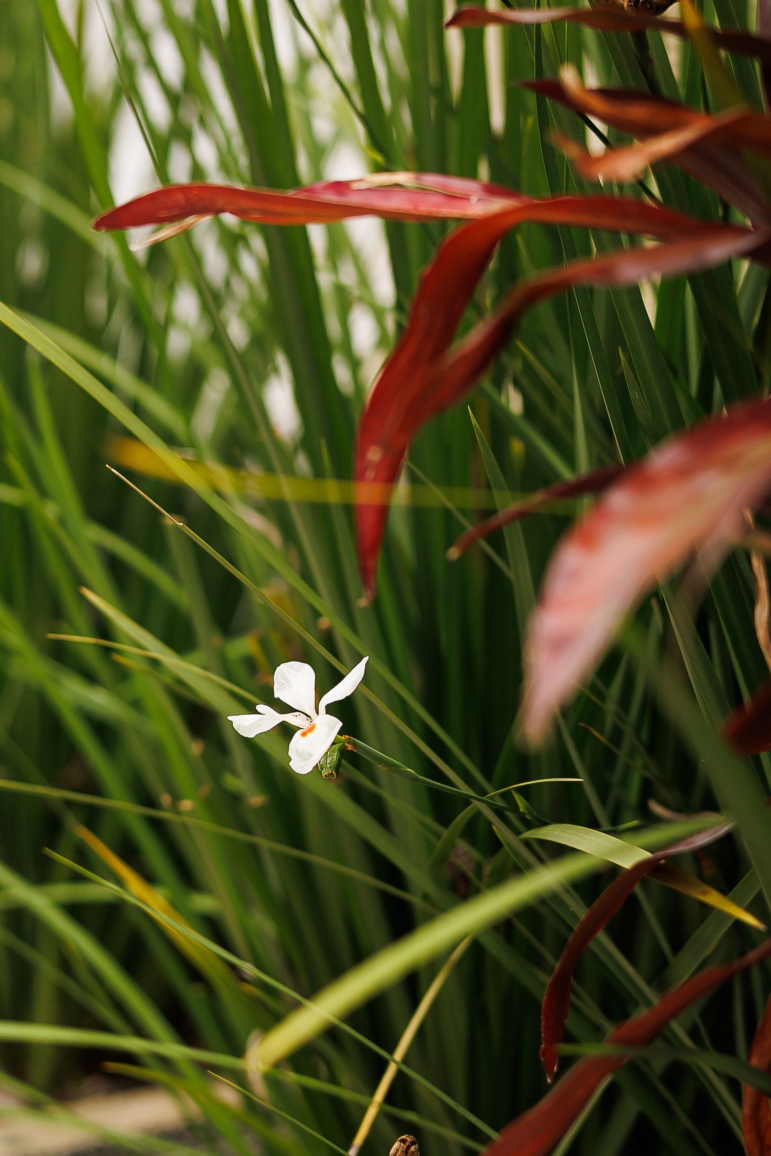 A delicate white iris flower blooms among tall green grass and red tropical leaves in a lush garden setting.