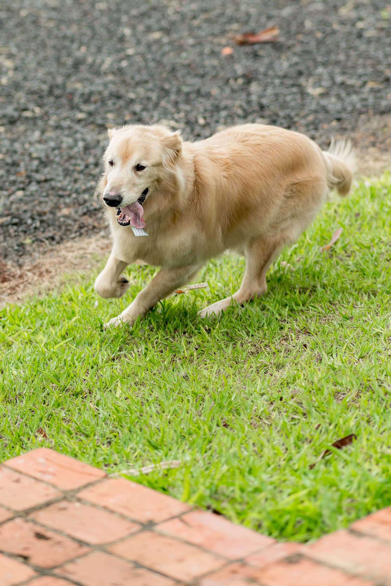 A golden retriever dog running on green grass with tongue out, near a brick path and gravel driveway.