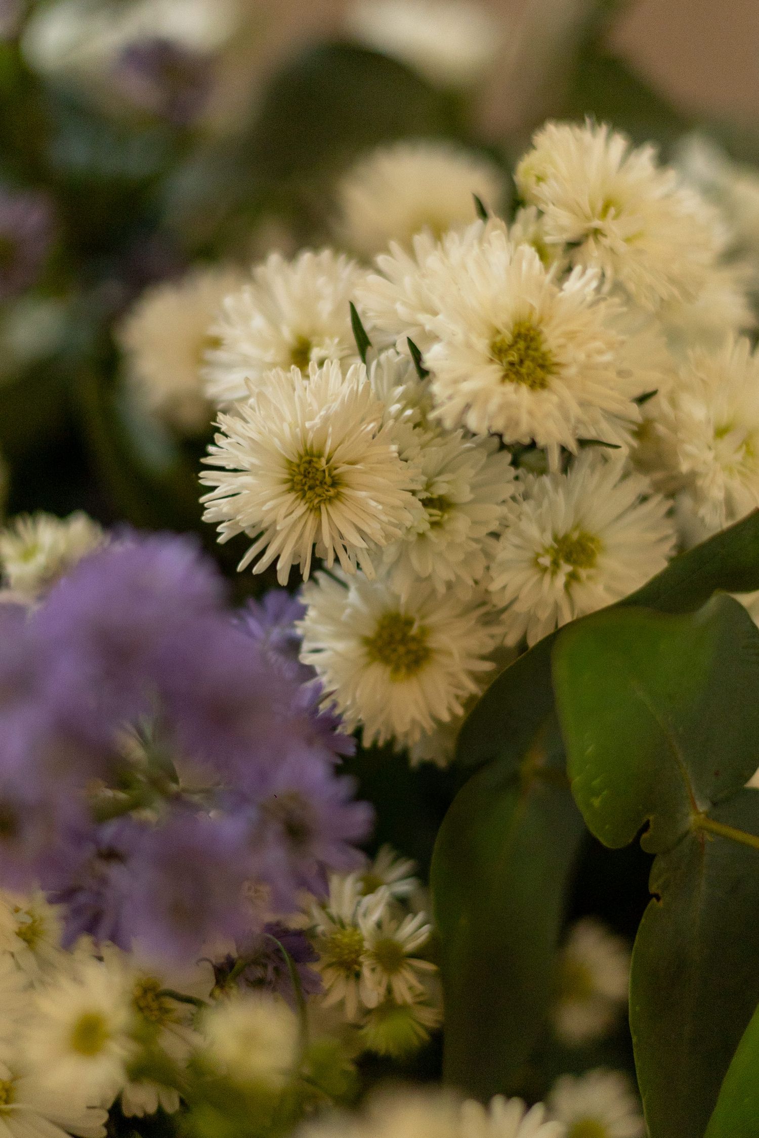 Close-up of white chrysanthemums and purple ageratum flowers with green leaves in a floral arrangement.