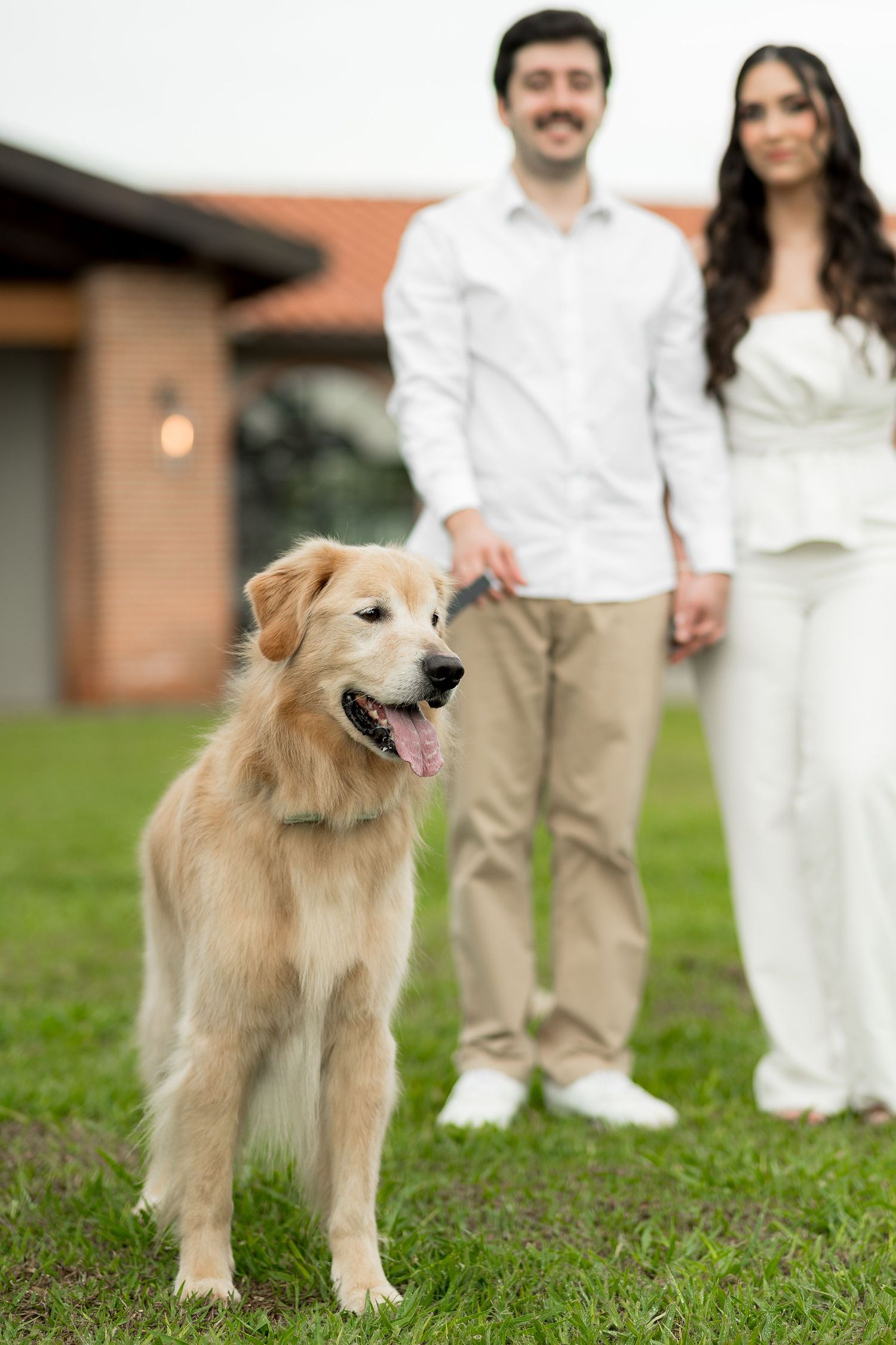 A golden retriever stands on green grass in front of a couple in white outfits holding hands outside a house.