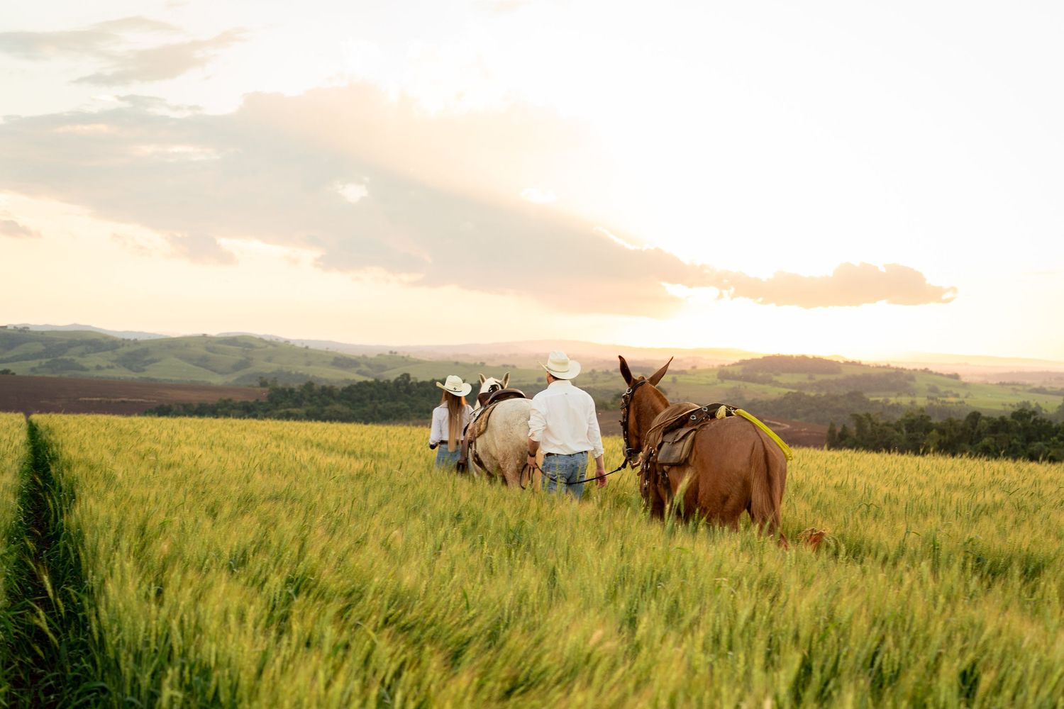 Farmer guiding two horses through a lush green wheat field at golden sunset with rolling hills in the background.