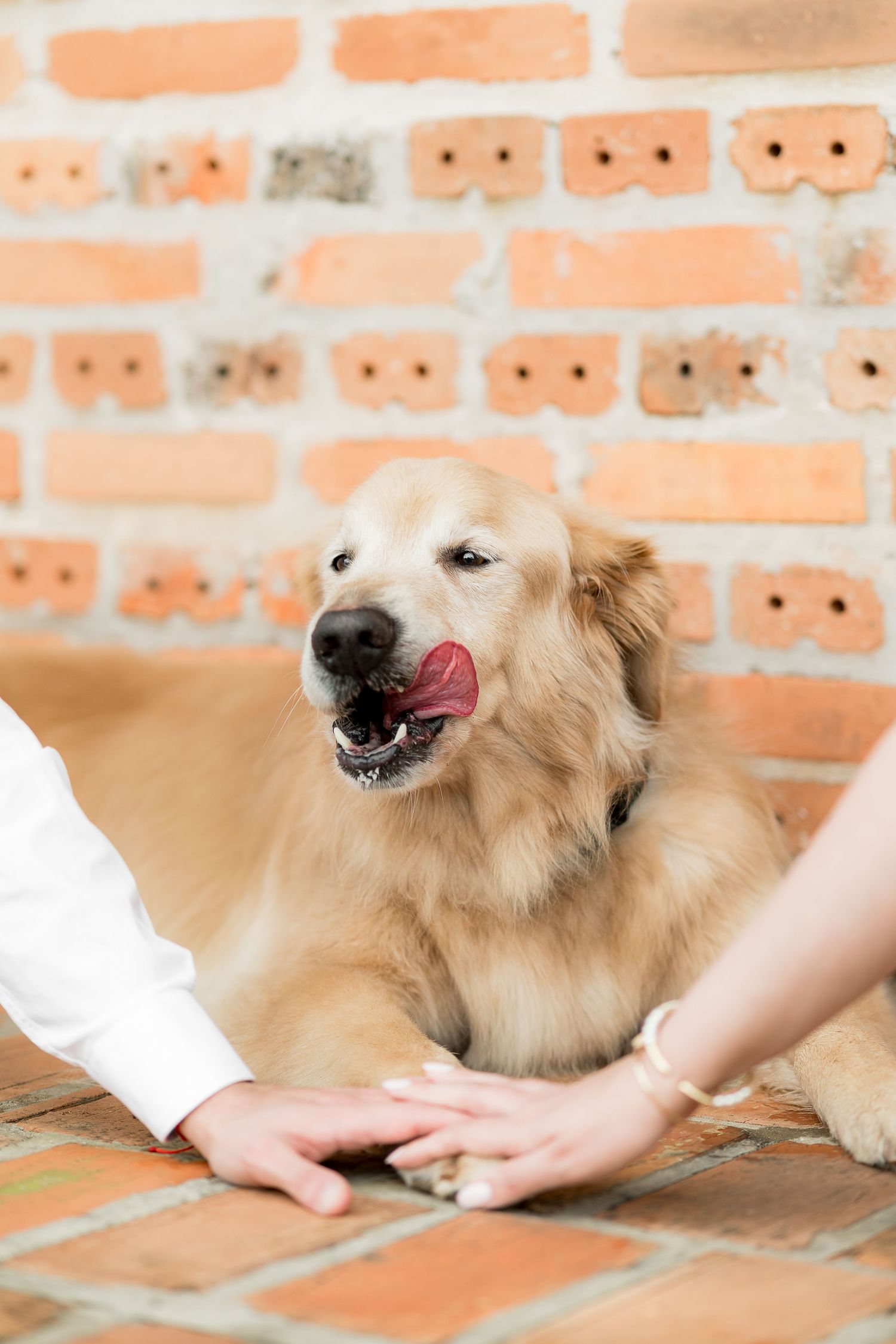 Golden retriever dog licking its nose while lying on brick floor with two people holding hands beside it.