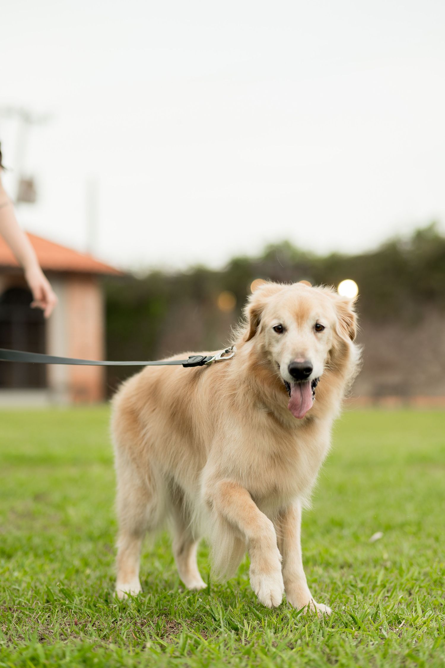 Golden retriever on a leash standing on green grass, tongue out, with a blurred house in the background.