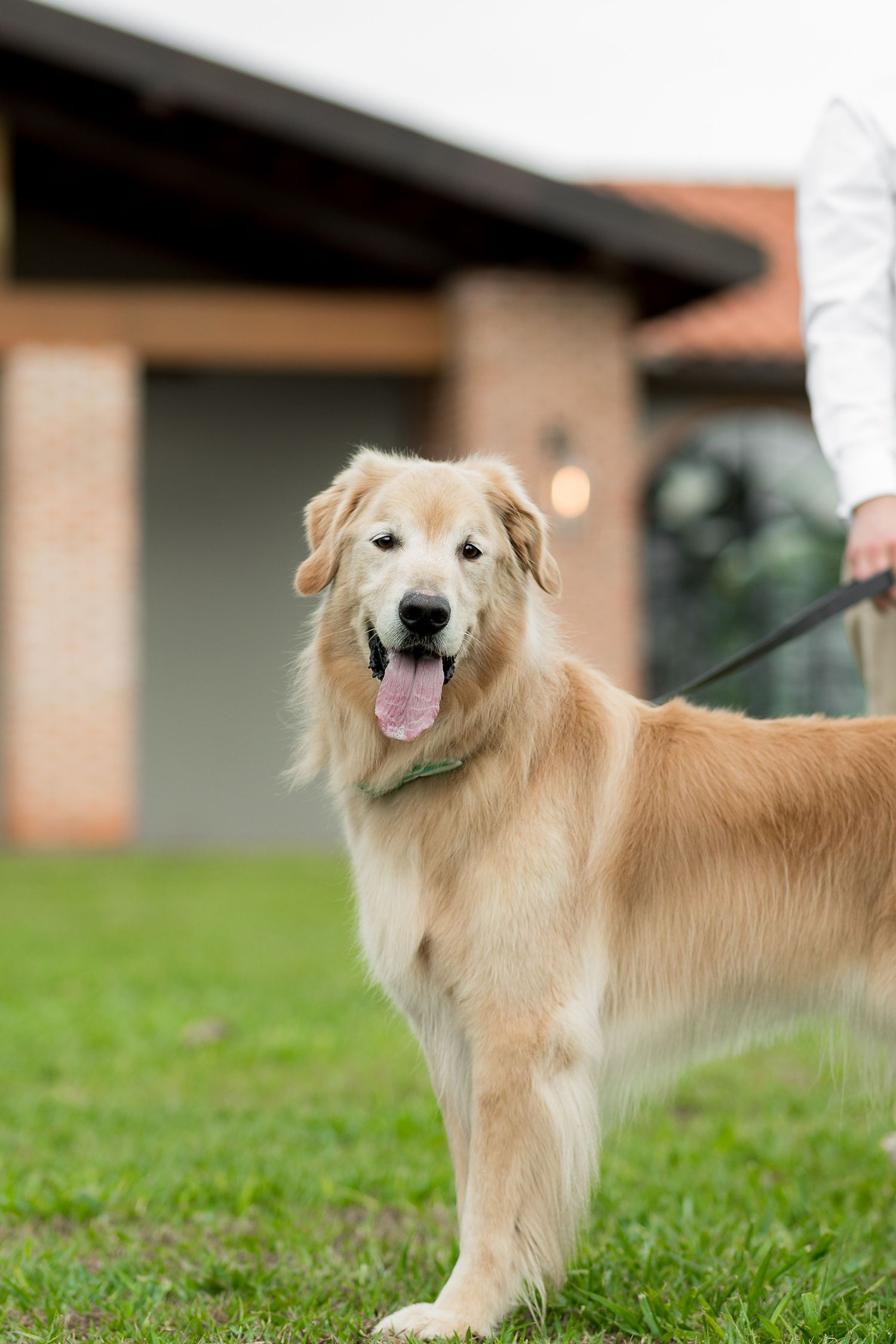 Happy golden retriever on a leash standing on green grass in front of a brick house.