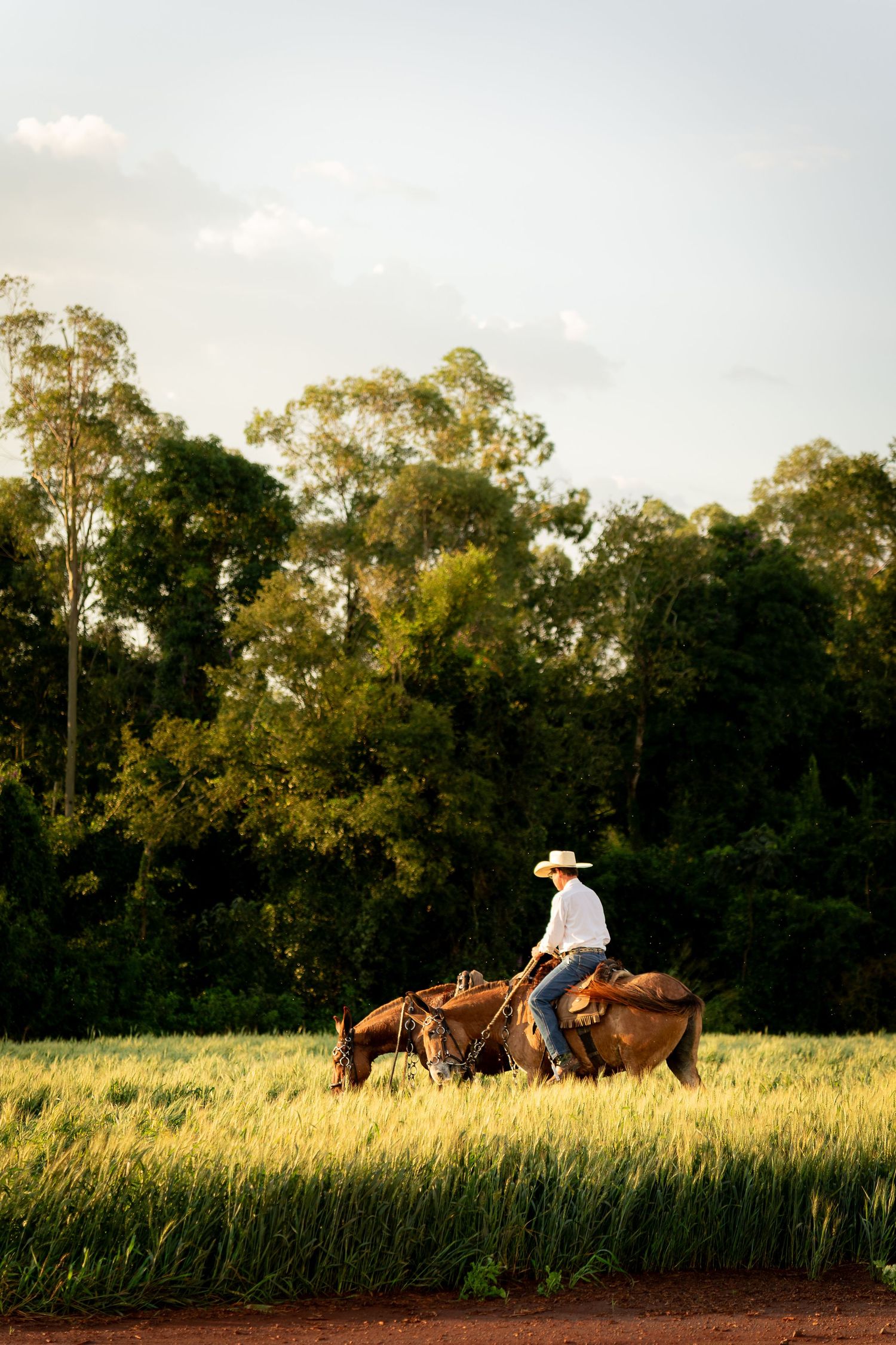 A cowboy in a white hat rides a brown horse through a lush green field at golden hour with trees in the background.