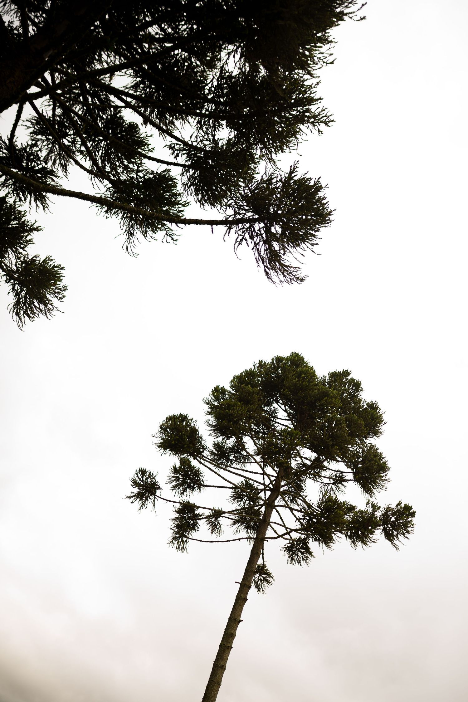 Silhouette of tall Araucaria trees against an overcast sky, viewed from below.