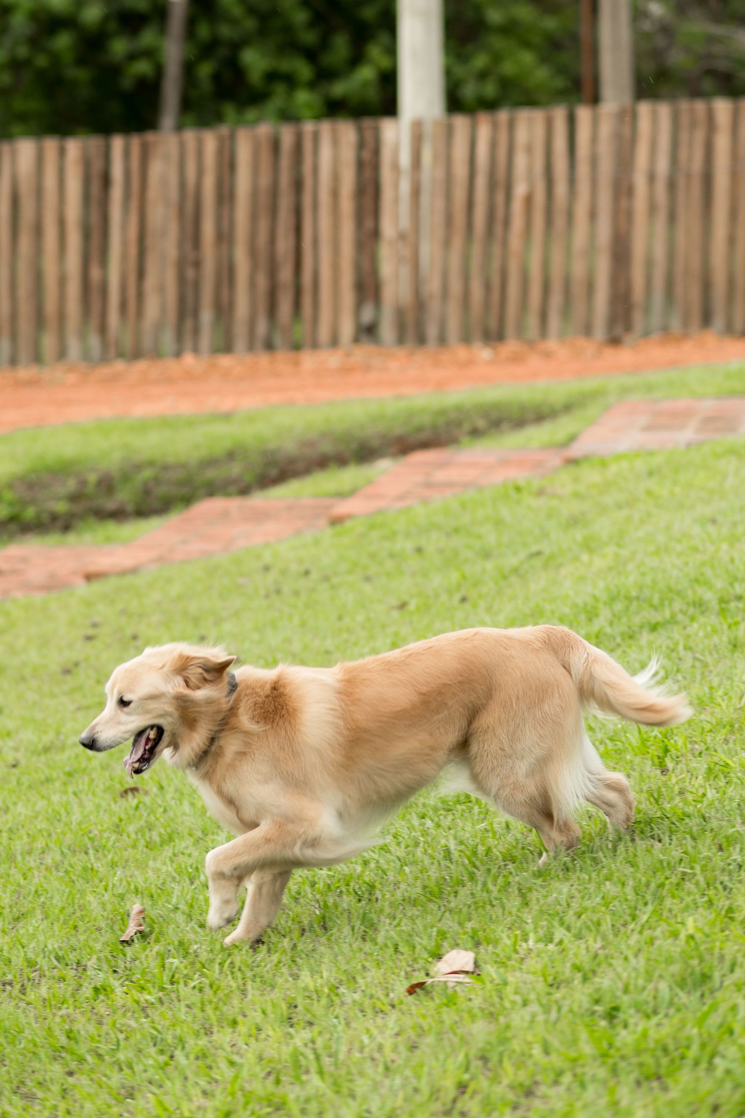 Golden retriever dog running energetically across a lush green lawn with a wooden fence in the background.