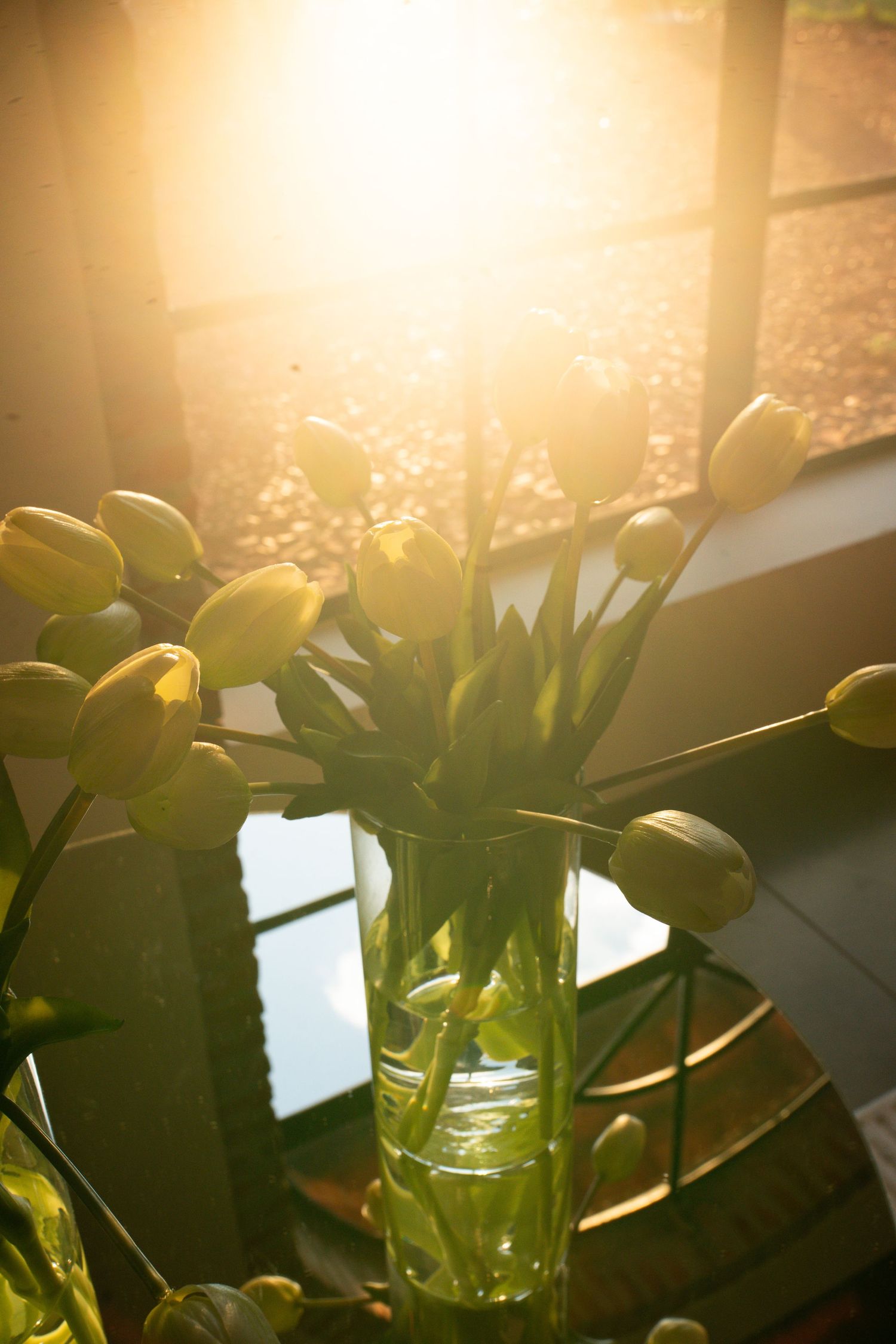 Sunlit yellow tulips in a glass vase on a table near a window with warm golden light streaming through.
