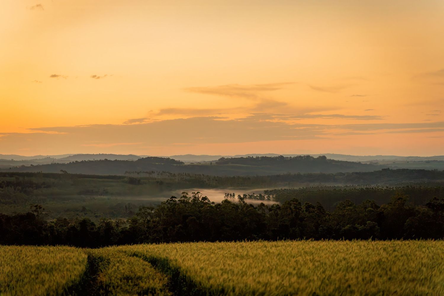 Golden sunset over rolling green fields with a misty valley and distant tree-lined hills in a serene rural landscape.