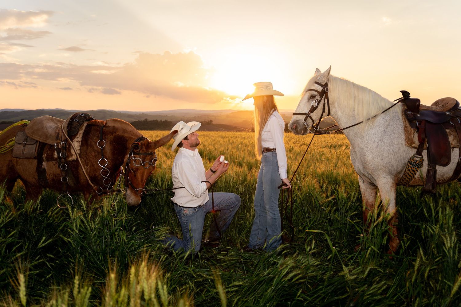 Cowboy proposing to woman in wheat field at sunset with two horses nearby.