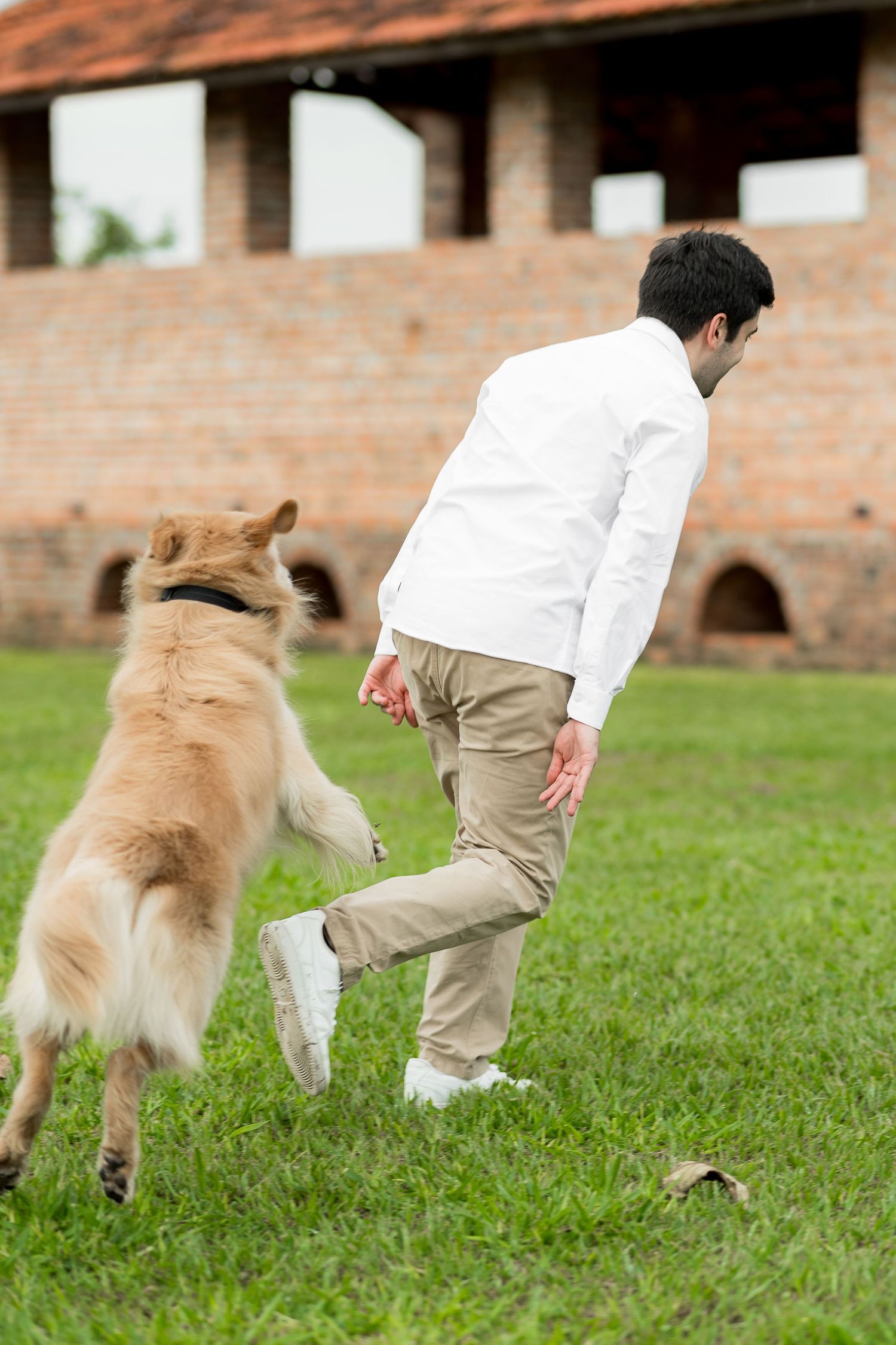 Man in white shirt playing with a golden retriever dog on green grass near a brick building.