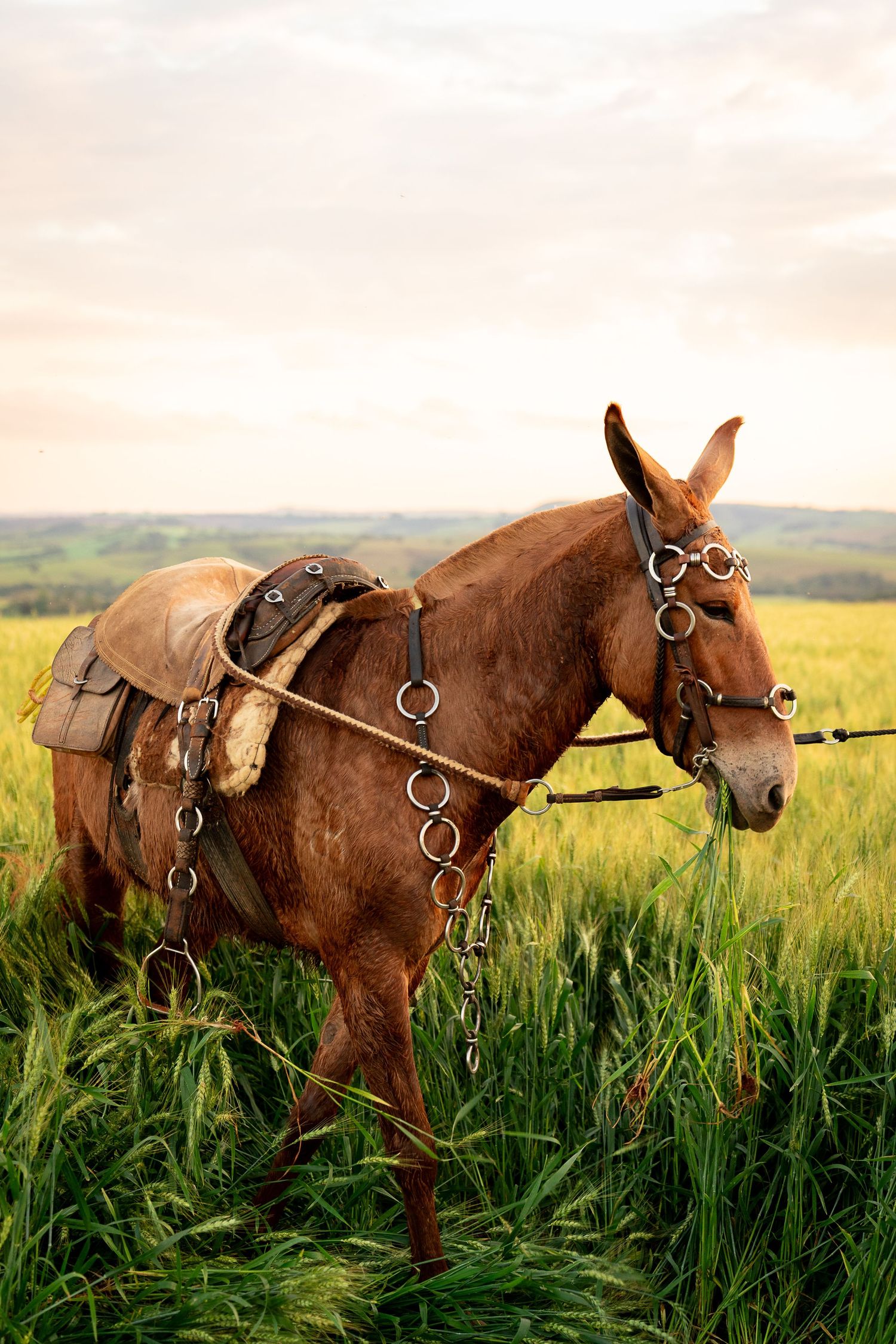 A harnessed brown mule stands in a lush green field at sunset, wearing a saddle and bridle with metal rings.