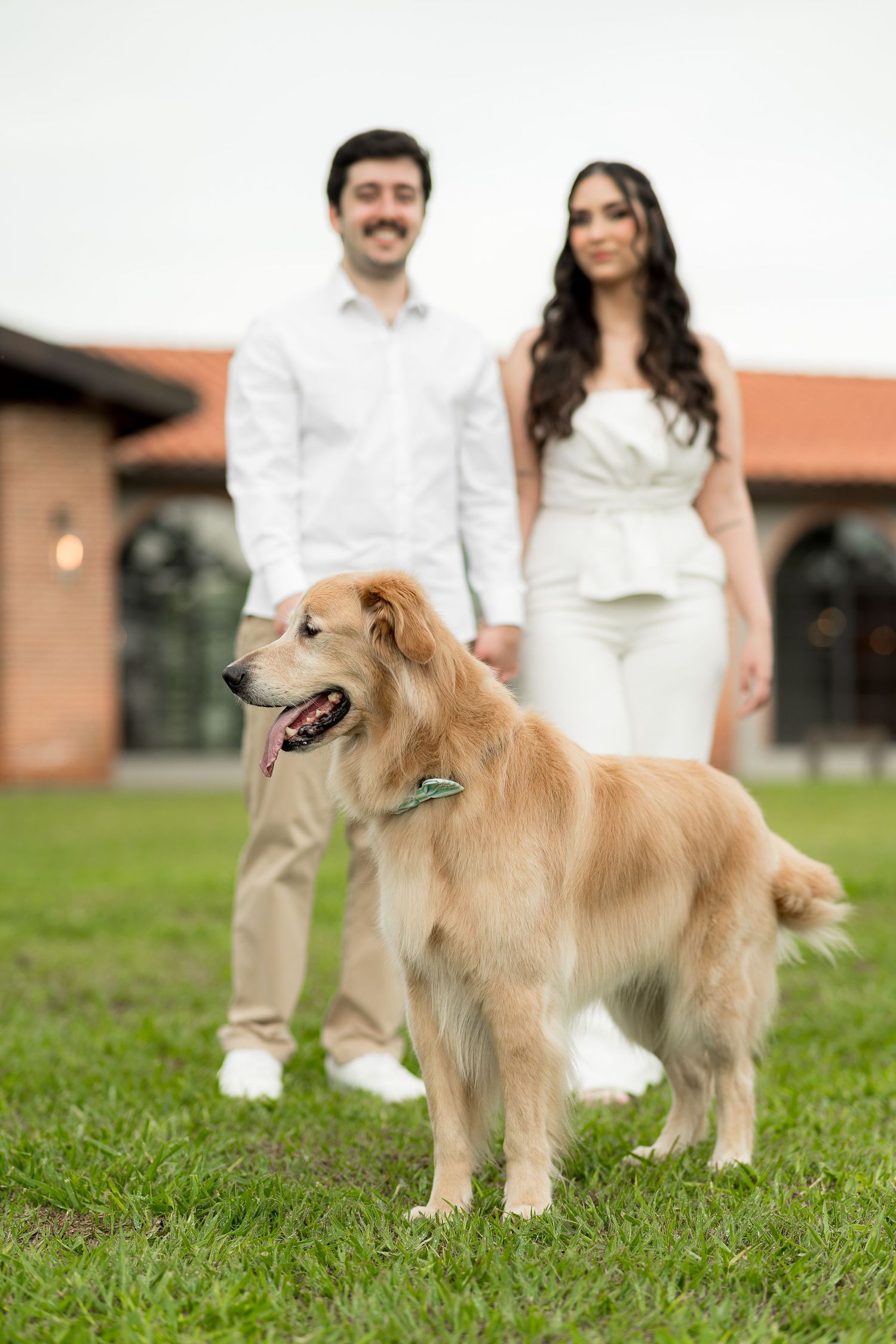 A golden retriever stands on green grass with a smiling couple dressed in white posing together in the background.