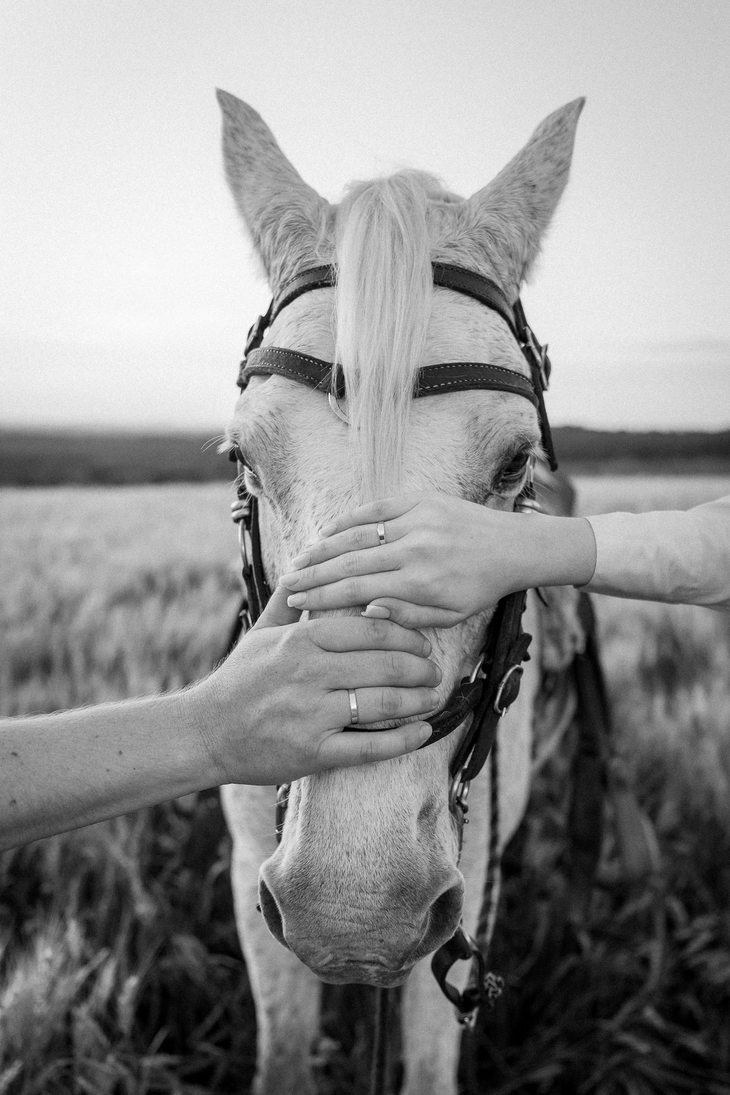 Black and white photo of two hands gently holding a white horse's face wearing a bridle in a field.