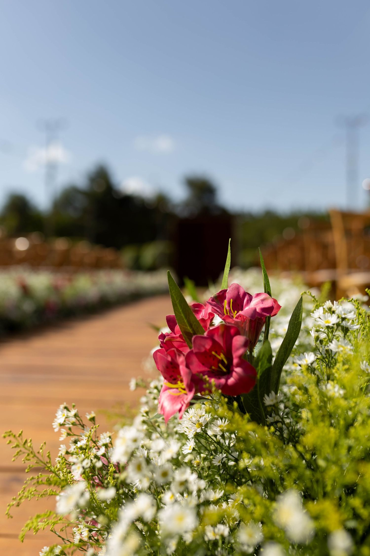 Pink tulips and white daisies bloom along a wooden garden path under a clear blue sky.