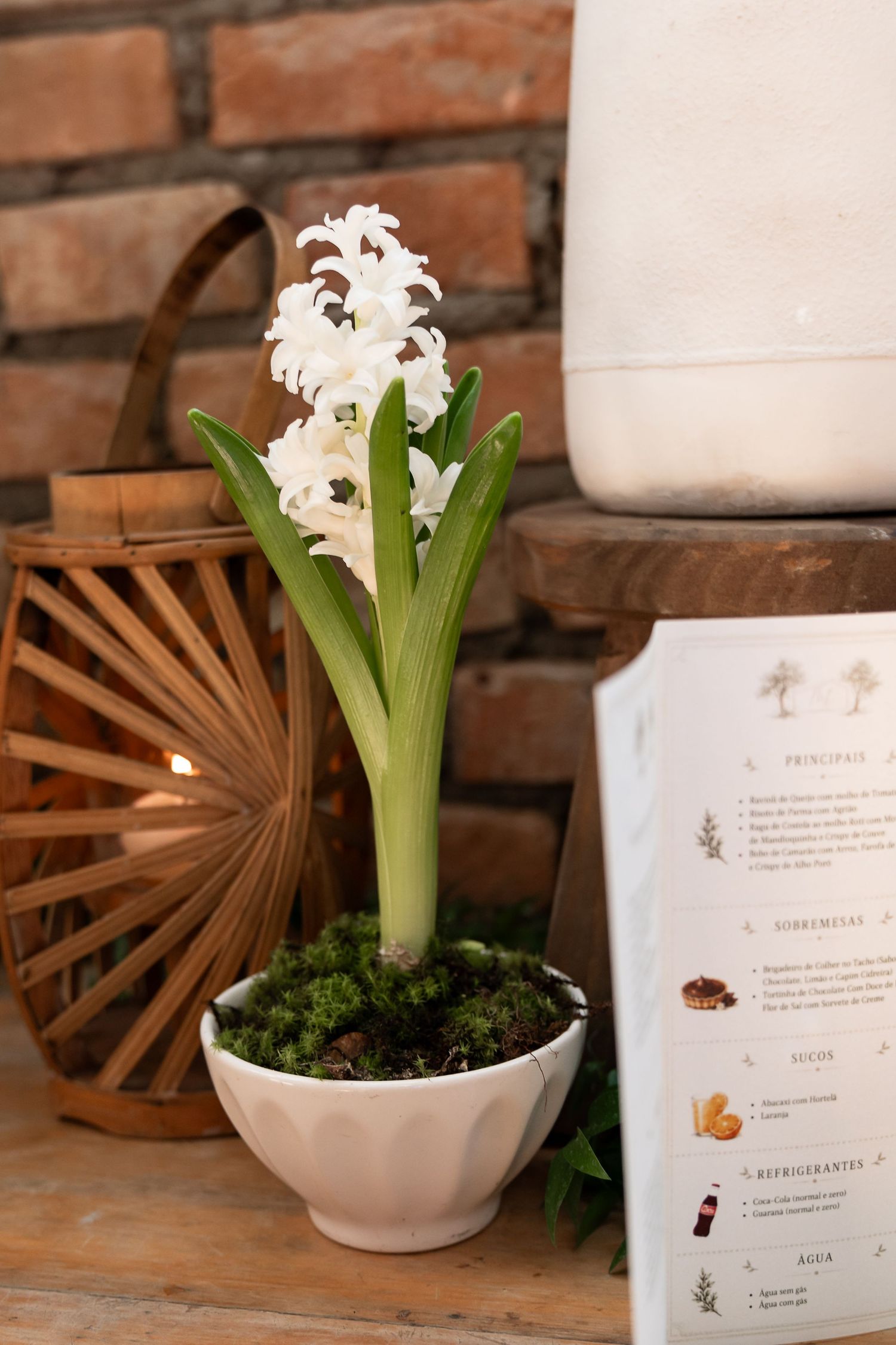 White hyacinth flower in a ceramic pot with moss, displayed on a wooden surface with a wicker lantern and brick wall backdrop.