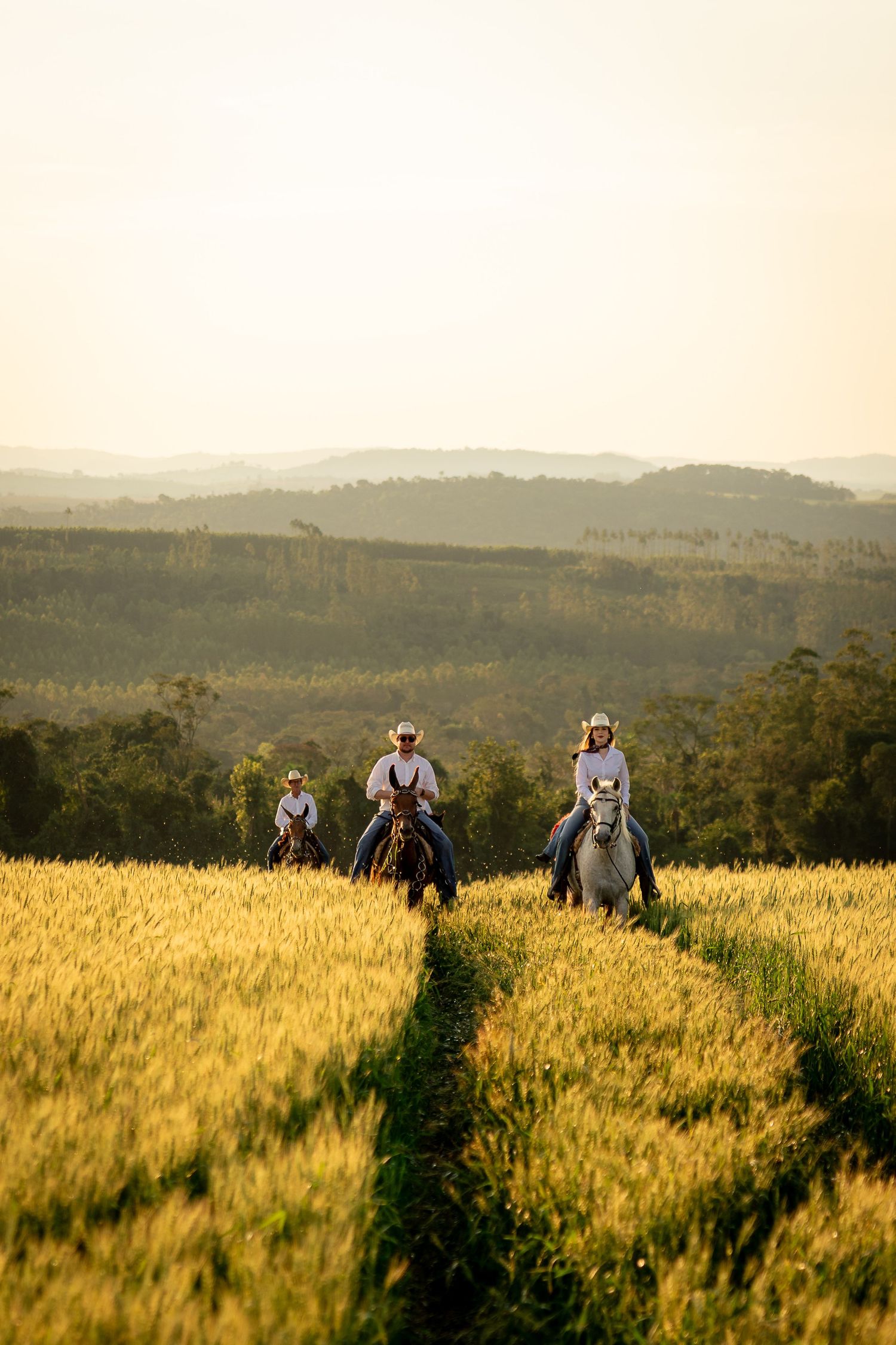 Three horseback riders traverse a golden wheat field at sunset with rolling hills in the background.