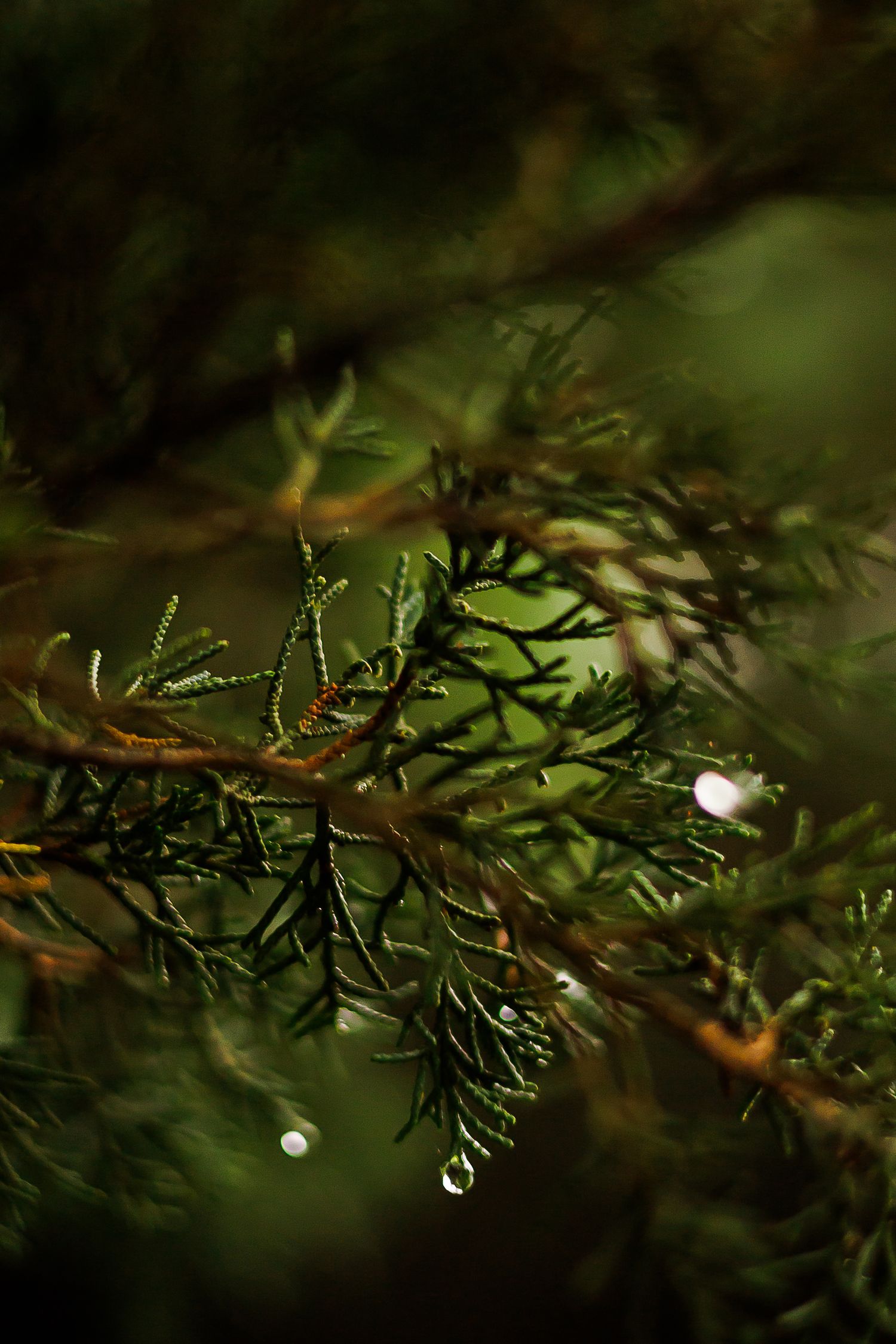 Close-up of green cypress tree branches with a single water droplet hanging from the tip after rain.
