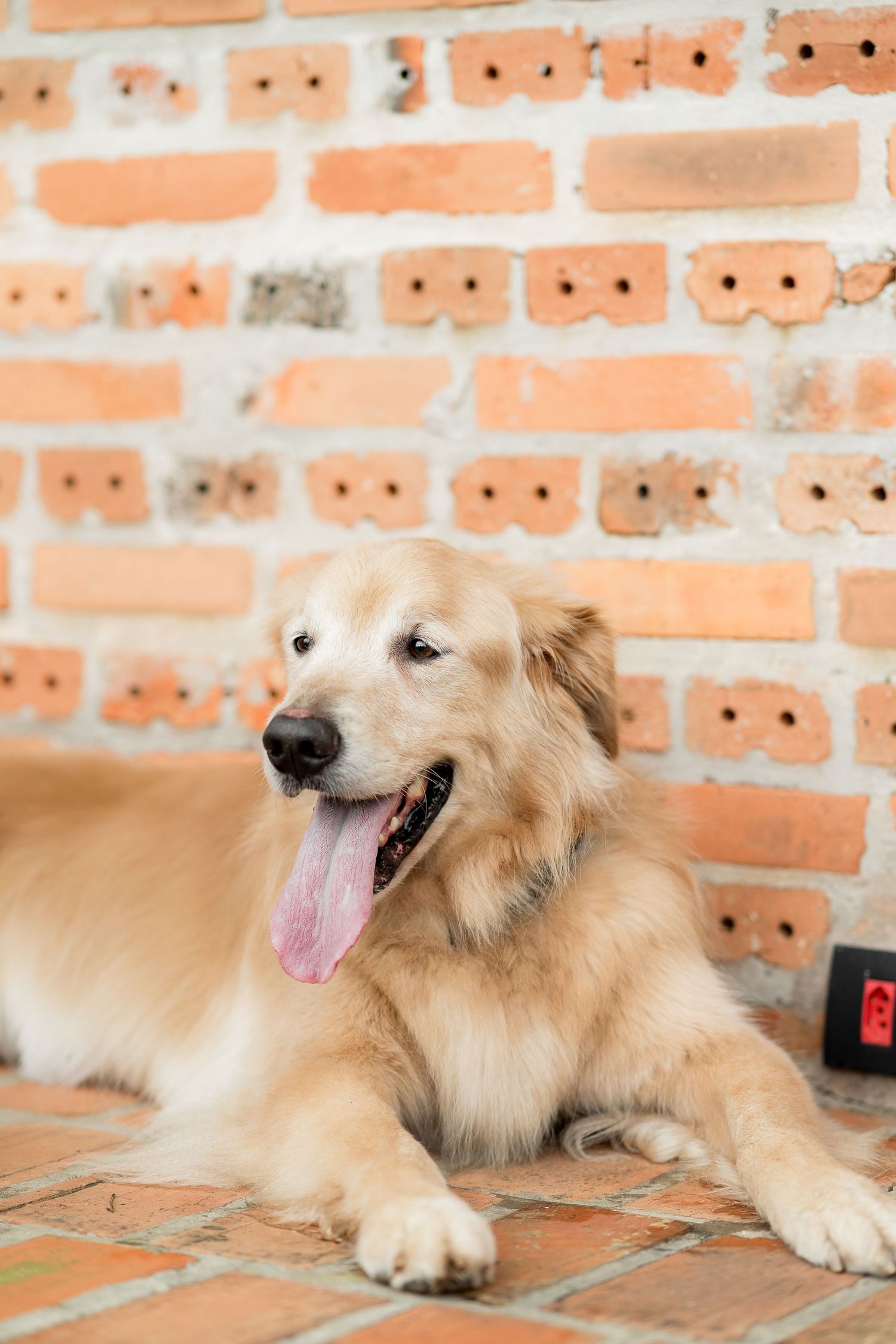 A happy Golden Retriever dog lying on brick floor with tongue out, posed against a rustic red brick wall background.