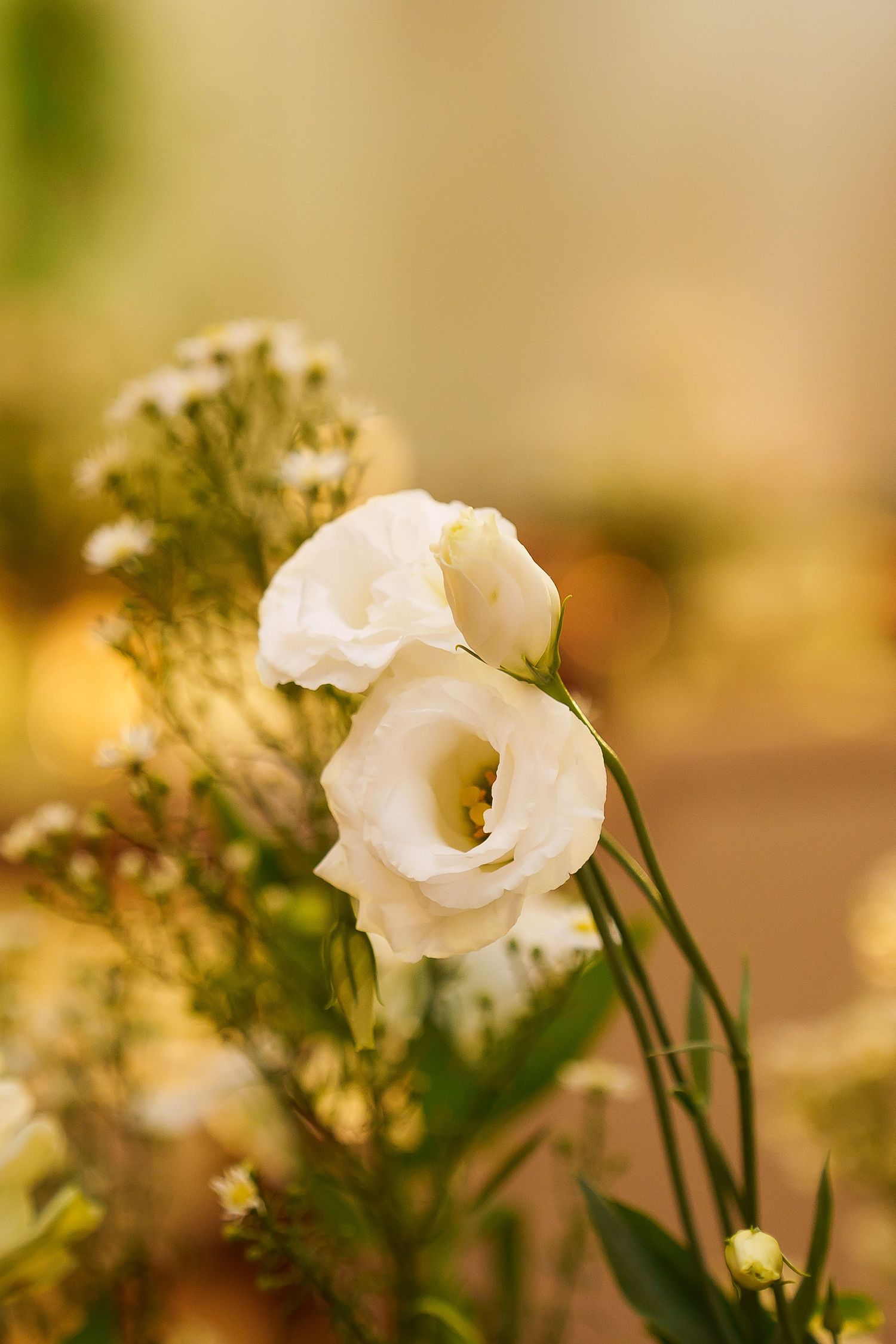Delicate white lisianthus flowers in soft focus with a warm golden bokeh background, perfect for weddings.