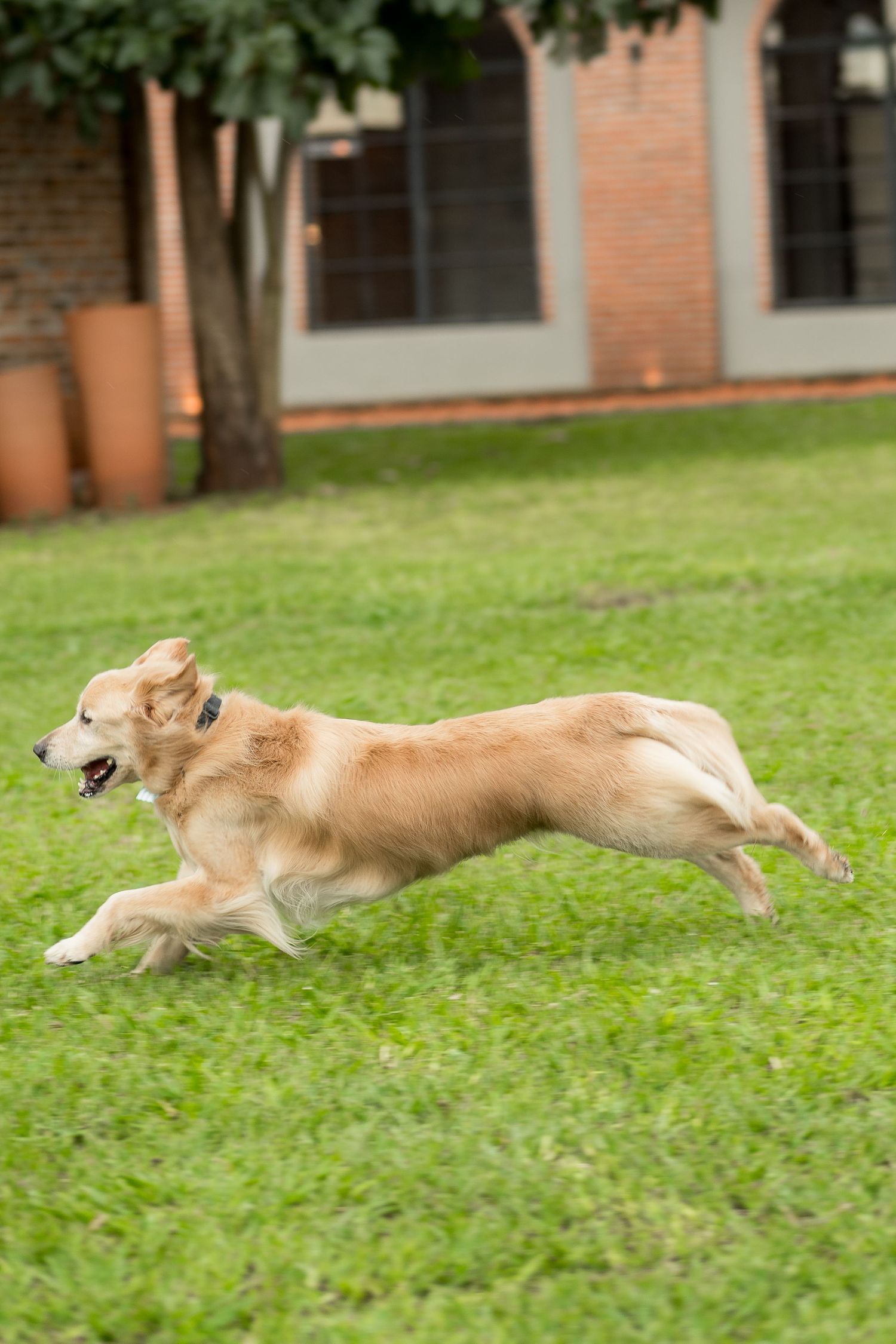 Golden retriever running joyfully across a lush green lawn in a backyard garden setting.