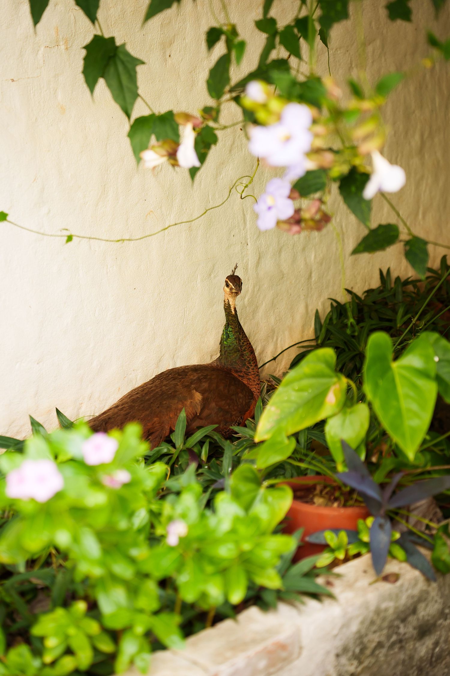 A peacock nestled among lush green plants and pink flowers against a textured white wall in a garden.