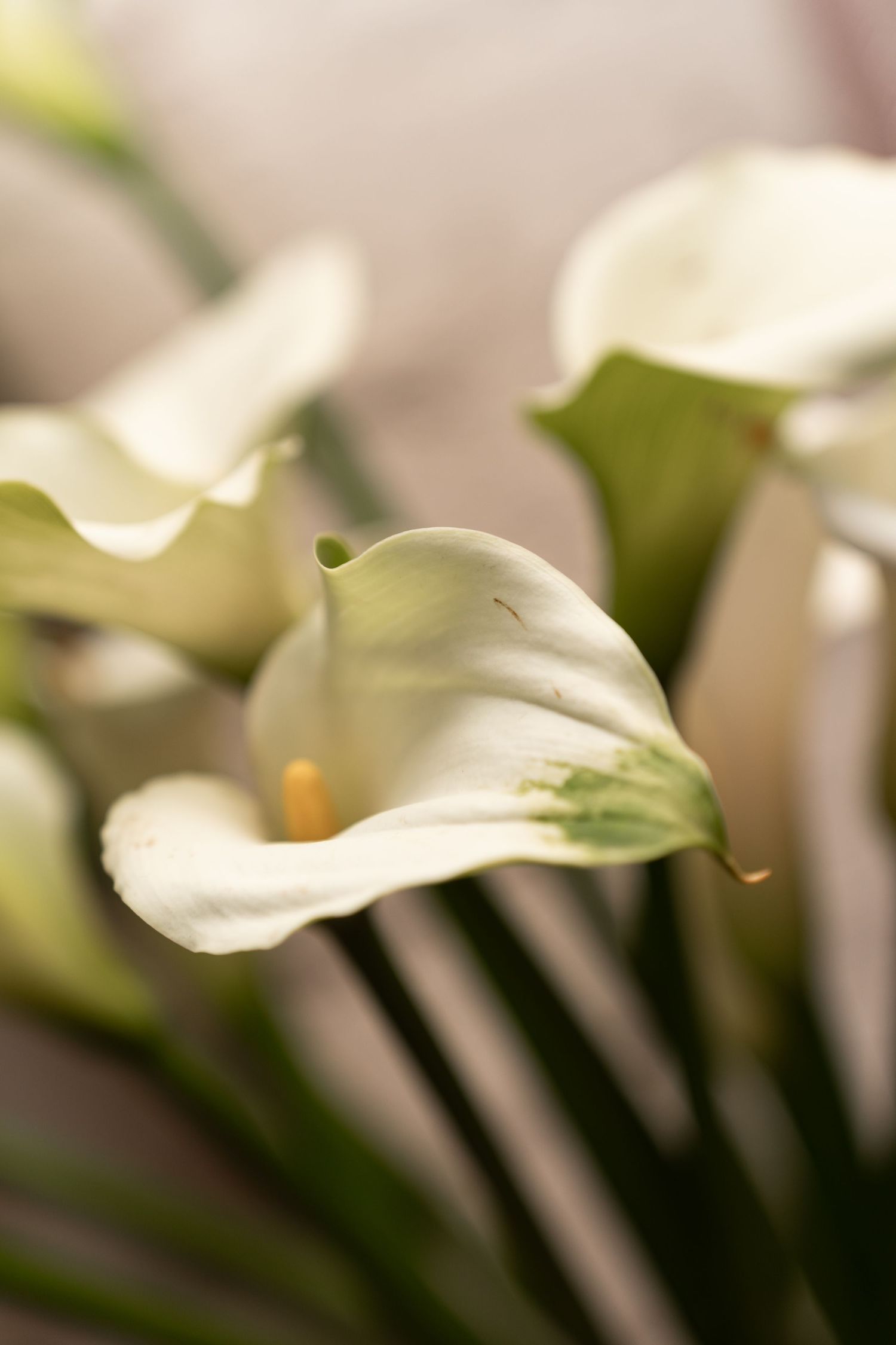 Close-up of elegant white calla lilies with yellow spadix and green stems in soft focus background.