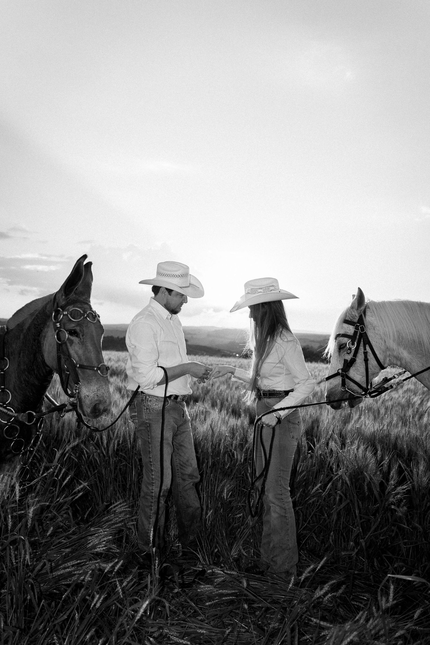 Black and white photo of a cowboy couple holding horses in a wheat field wearing cowboy hats at sunset.