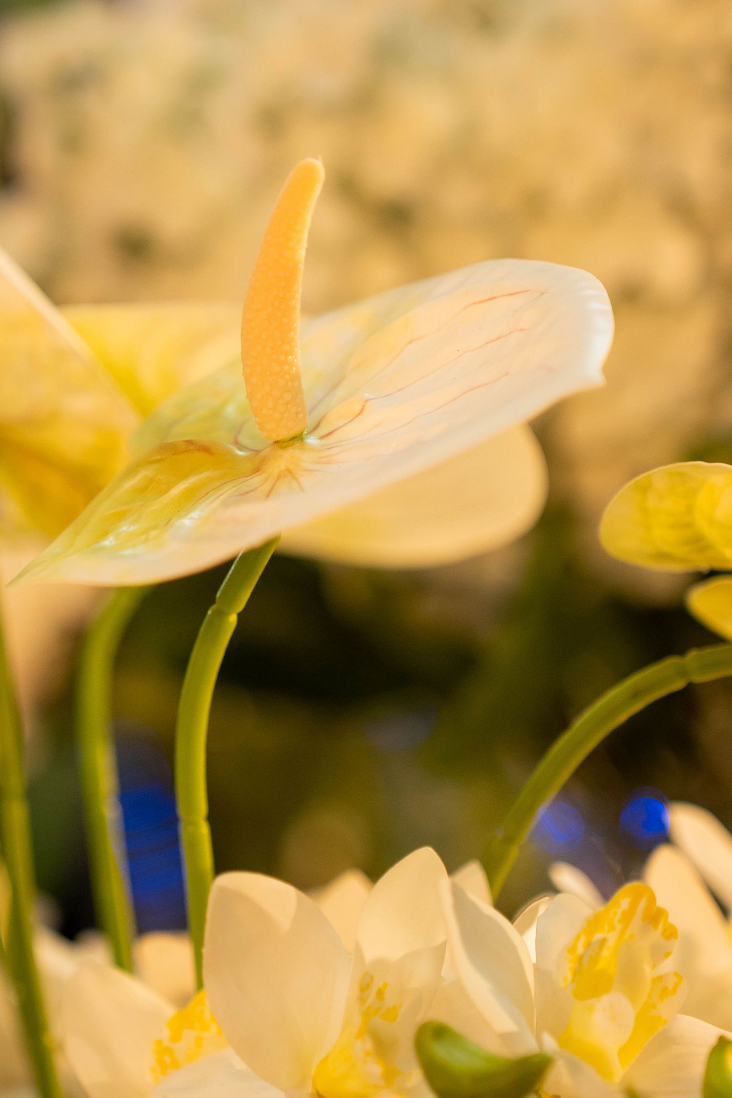 Close-up of delicate yellow anthurium flowers with spadix in soft focus golden background.